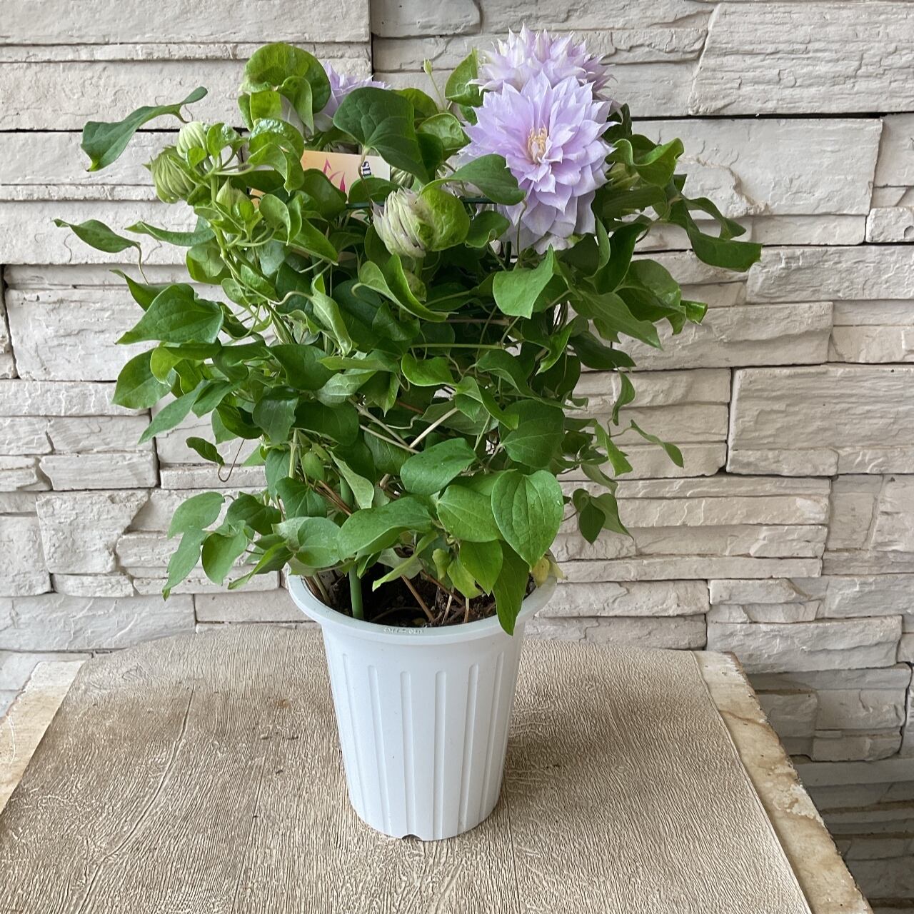 クレマチス ベルオブウォーキング | 橋本種苗園