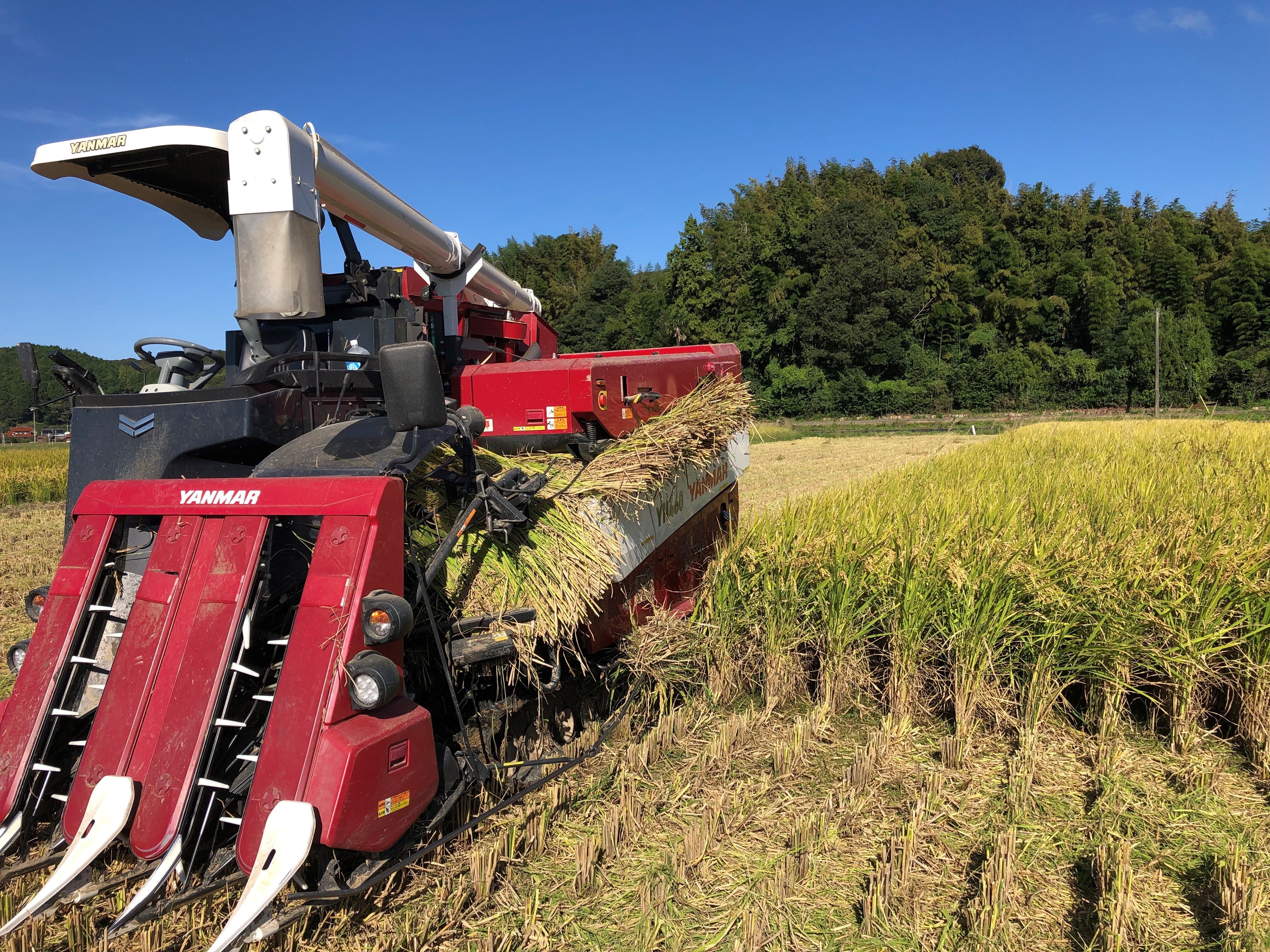 新米 令和7年度産 ミルキークイーン 5kg | KAMITAMA RICE