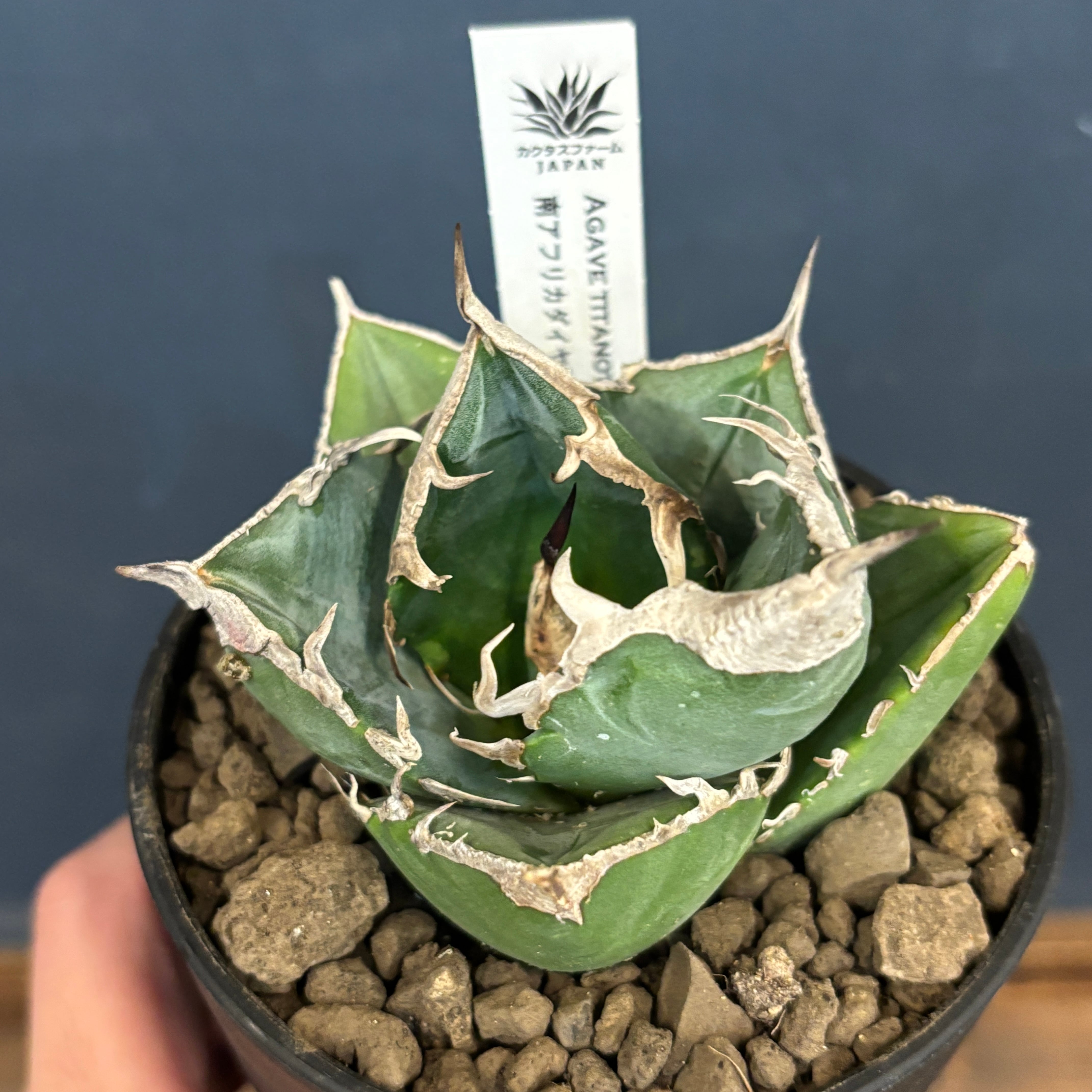 アガベ チタノタ 南アフリカダイヤモンド SAD アガベ チタノタ 南アフリカダイヤモンド(SAD)【524】 | PROTOLEAF