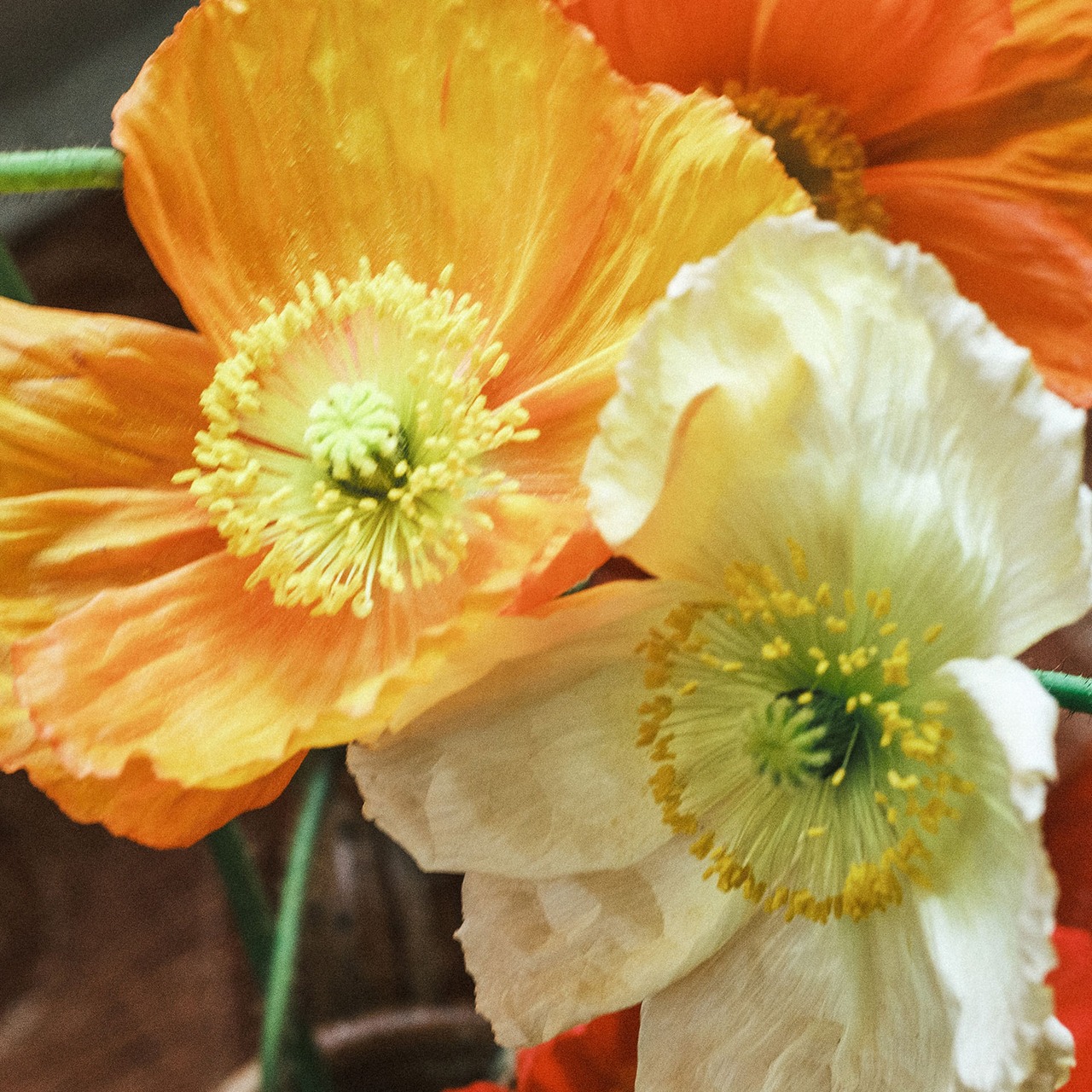 【Papavero Soave】パパヴェロ ソアヴェ  パフューム　50ml｜レルボラリオ L'ERBOLARIO