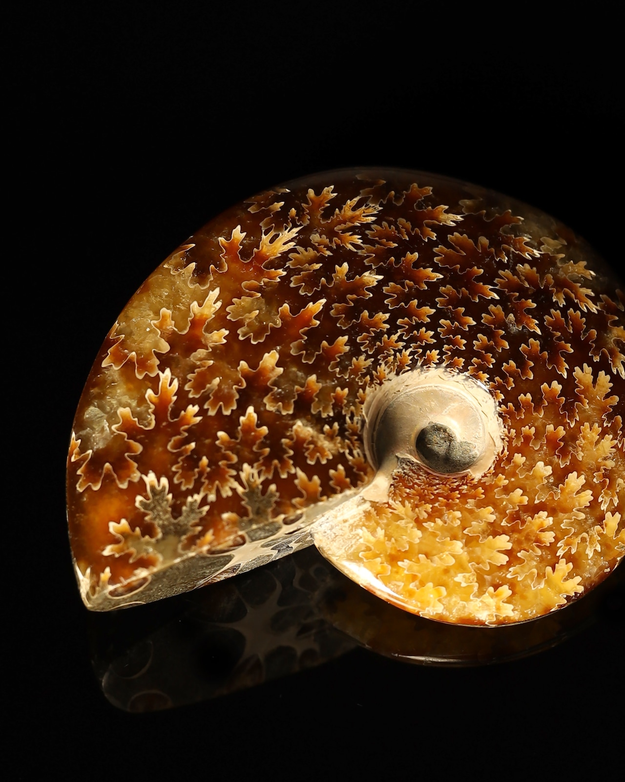 東京サイエンス × WV / Ammonite Fossil Brooch Pin -  L1