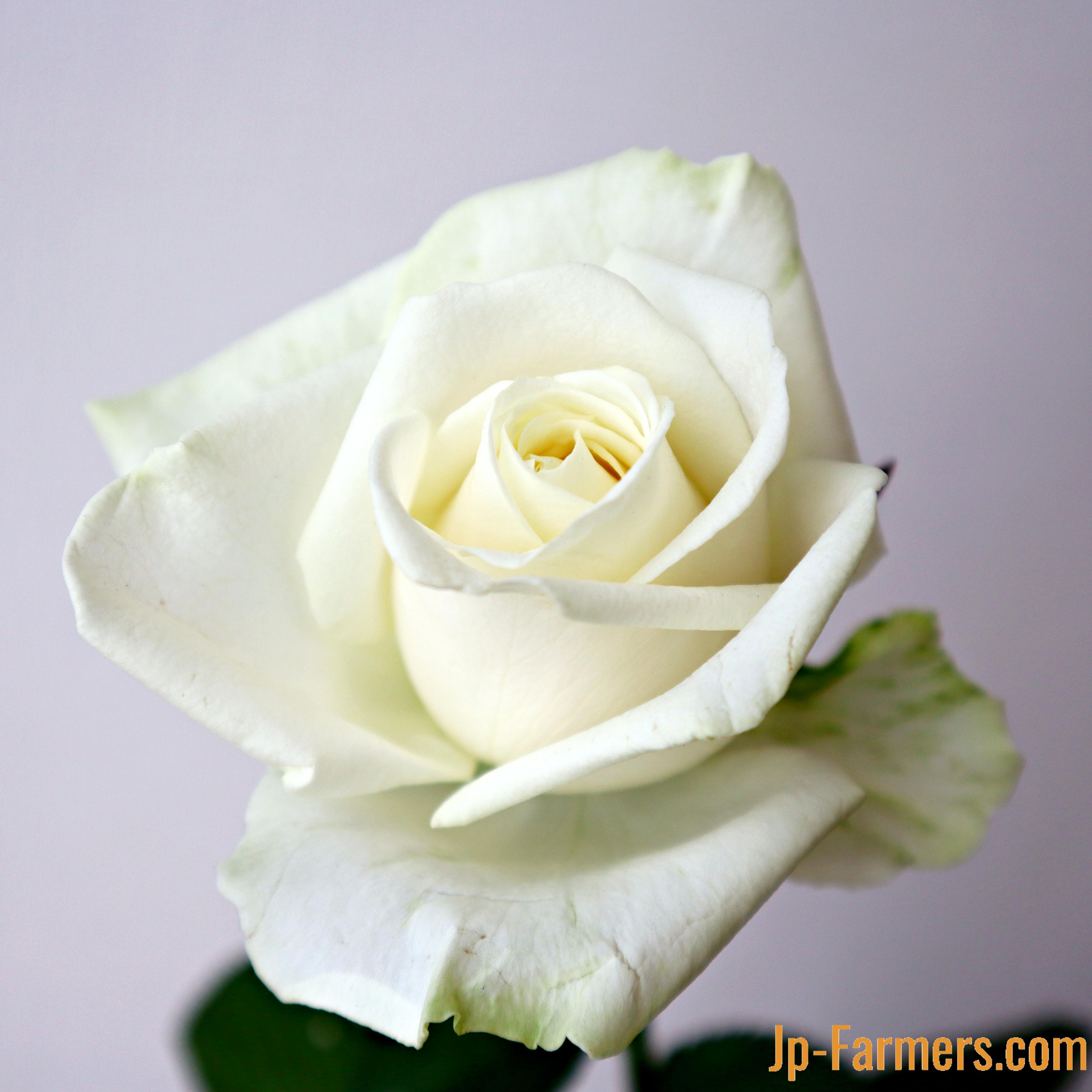 神田ばら園 10本 ☆バラ品種名： アバランチェ | 新鮮お花問屋 Jp