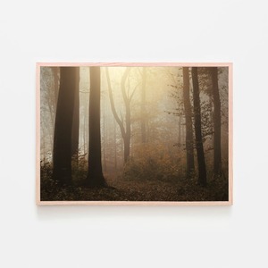 森の中の朝の陽射し / アートポスター 風景写真 forest 霧 黄葉 枯れ葉 落葉 落ち葉 2L〜 白黒 カラー アートプリント 横向き 木