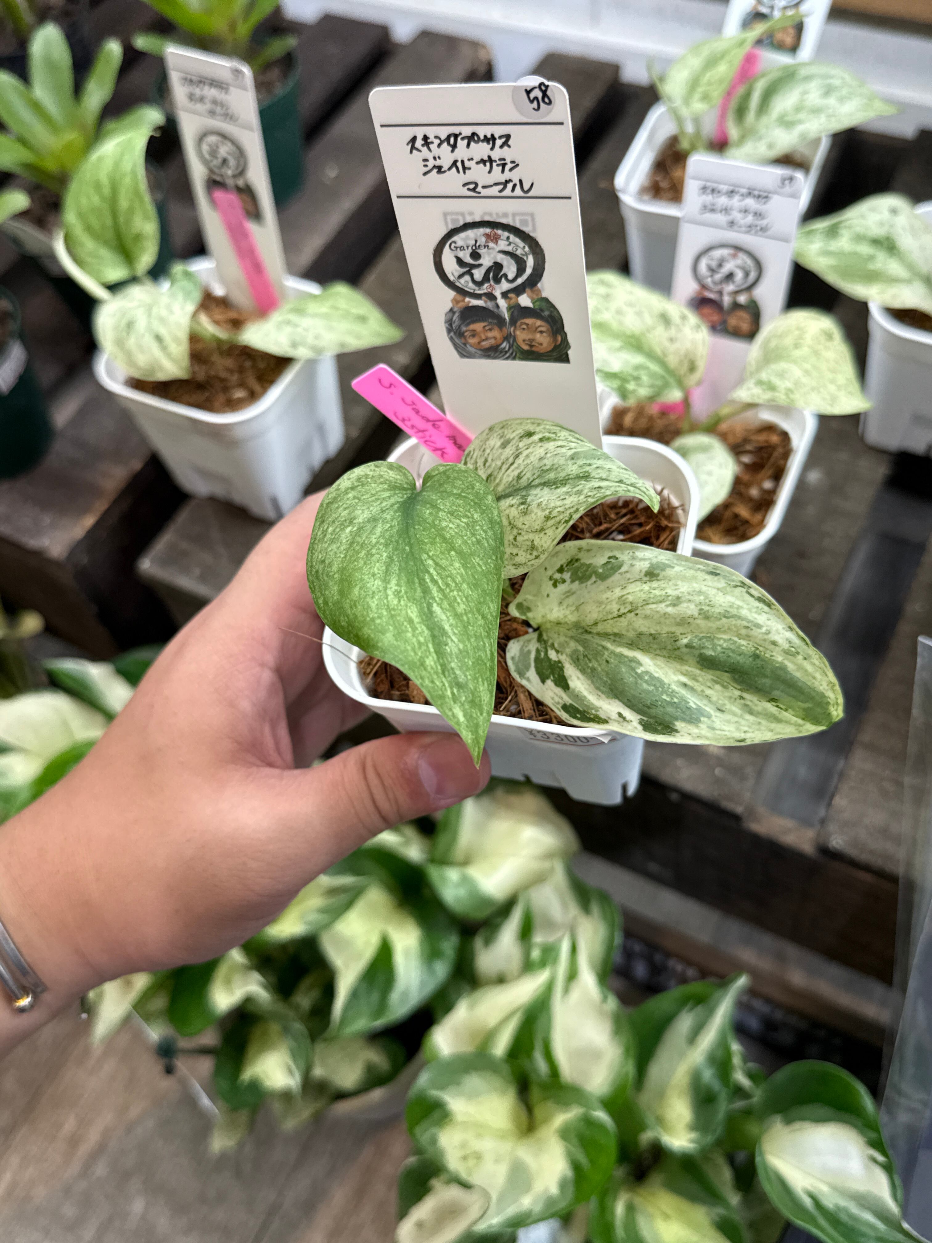 58. スキンダプサス ジェイドサテンマーブル | Gardenえん 【観葉熱帯