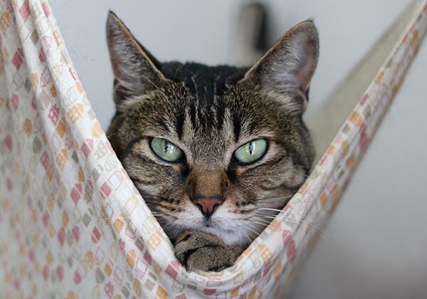 猫 ポストカード The Cat who....猫はハンモックで考えた 10x14.8センチ(cm)官製はがきサイズ 猫写真 はがき ねこ葉書 ネコハガキ Postcard アイとちび ume