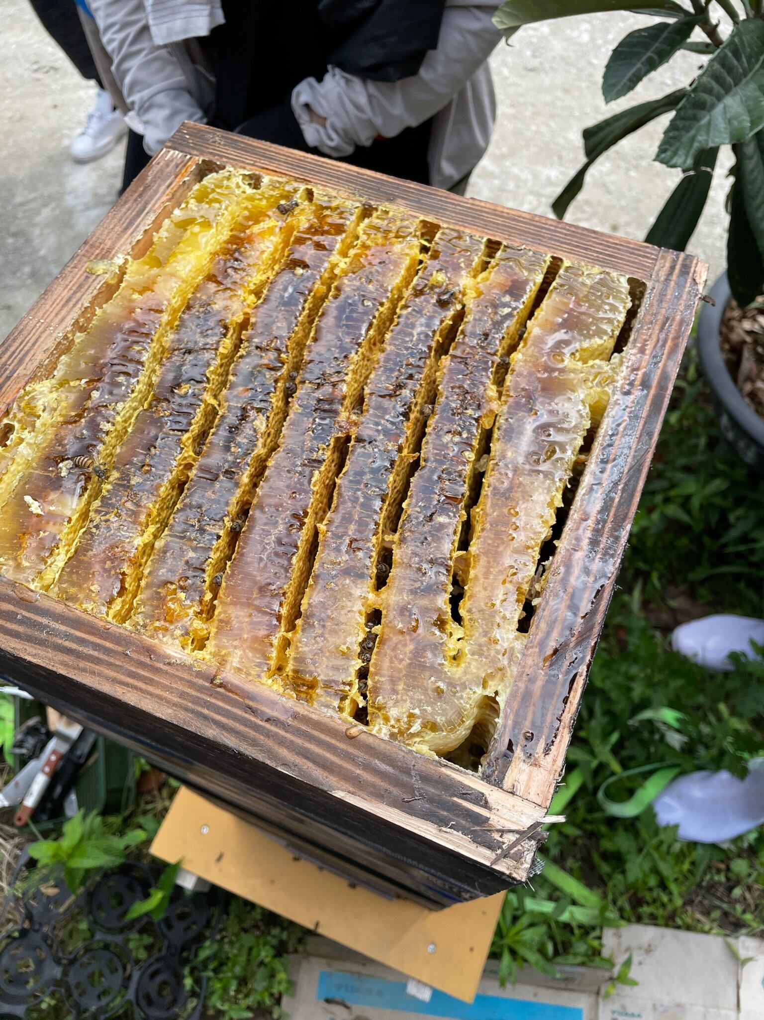 ニホンミツバチの蜂蜜 | Hello BAKE