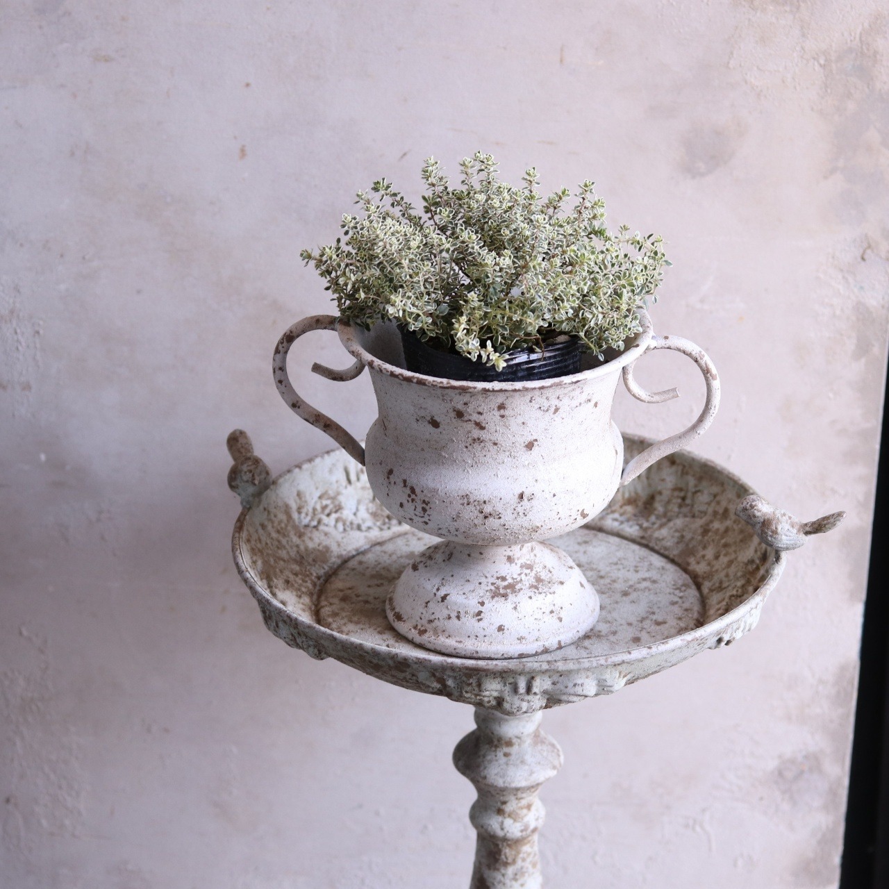 mondimanche  スパープリングタイム　ハーブ　宿根草｜寄せ植えにオススメ　カラーリーフ　庭、花壇にオススメ　丈夫　初心者にオススメ　