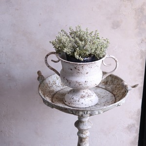 mondimanche  スパープリングタイム　ハーブ　宿根草｜寄せ植えにオススメ　カラーリーフ　庭、花壇にオススメ　丈夫　初心者にオススメ　