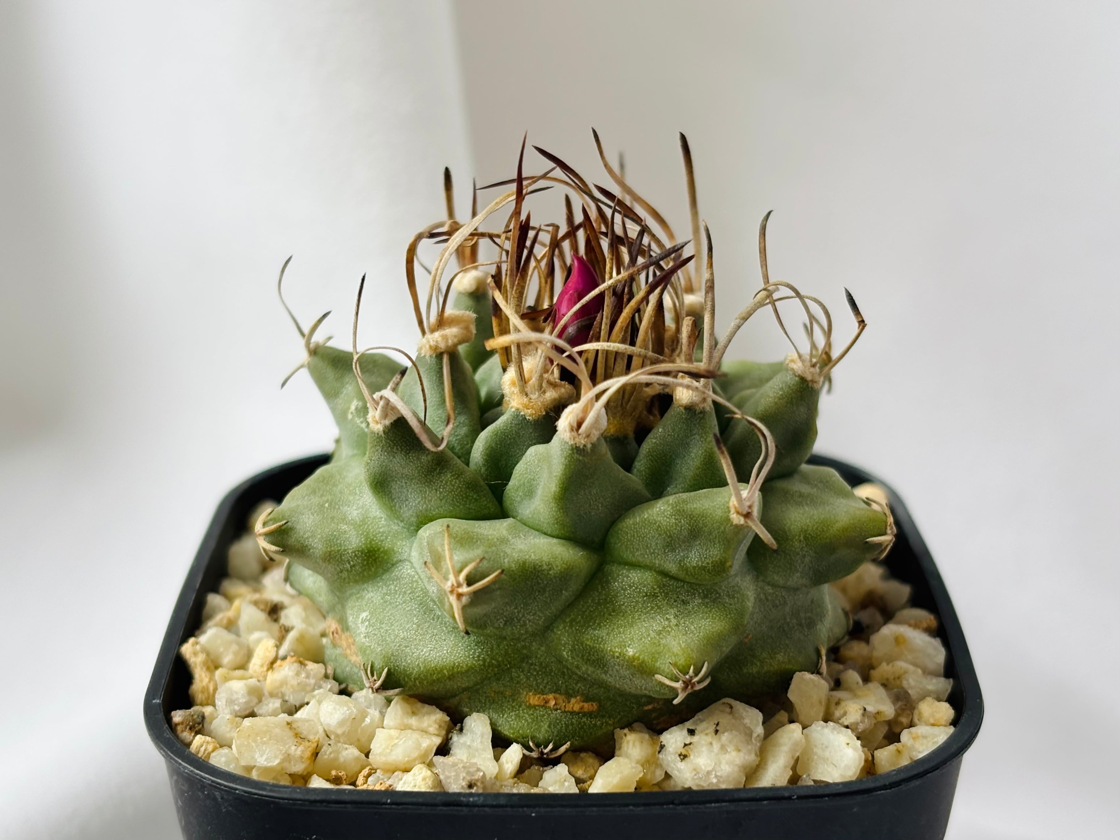 Turbinicarpus alonsoi ツルビニカルプス アロンソイ サボテン