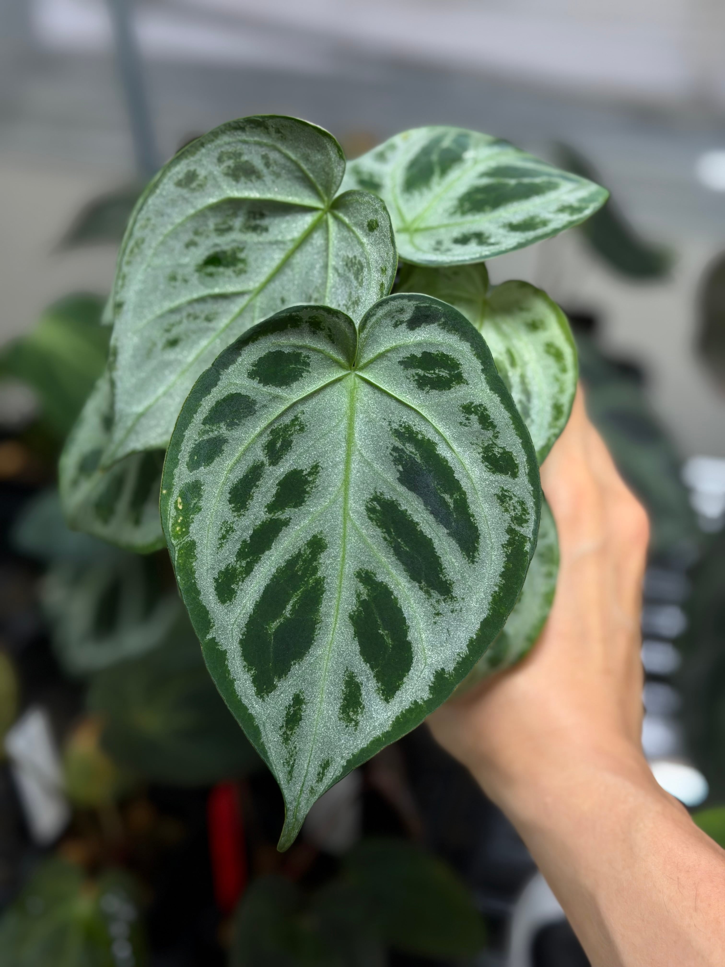 2株）Anthurium 'Silver Chrome' | anthuroom
