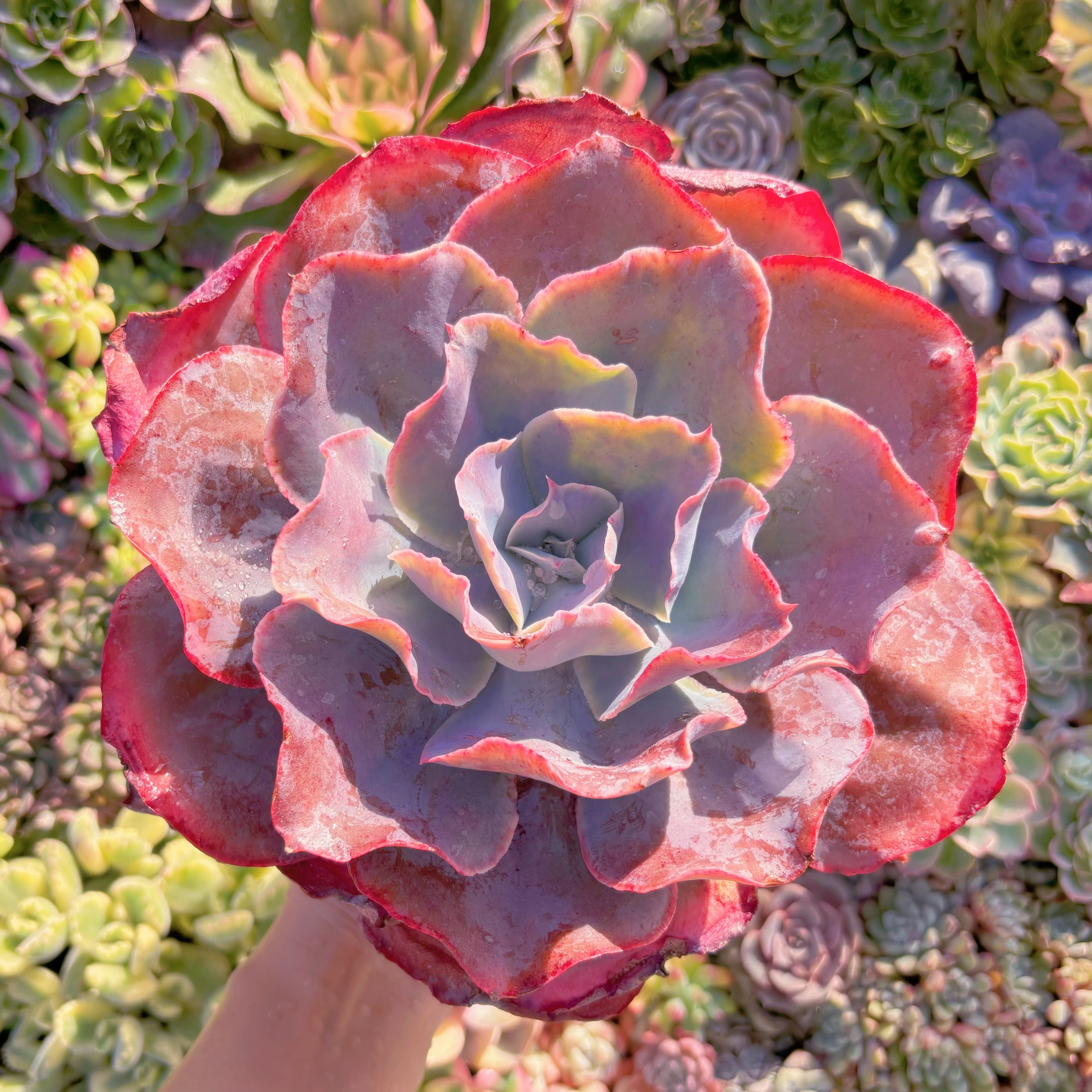 現品　新品種　天空の城#M201　在庫僅少　特大苗　新入荷　るる農園