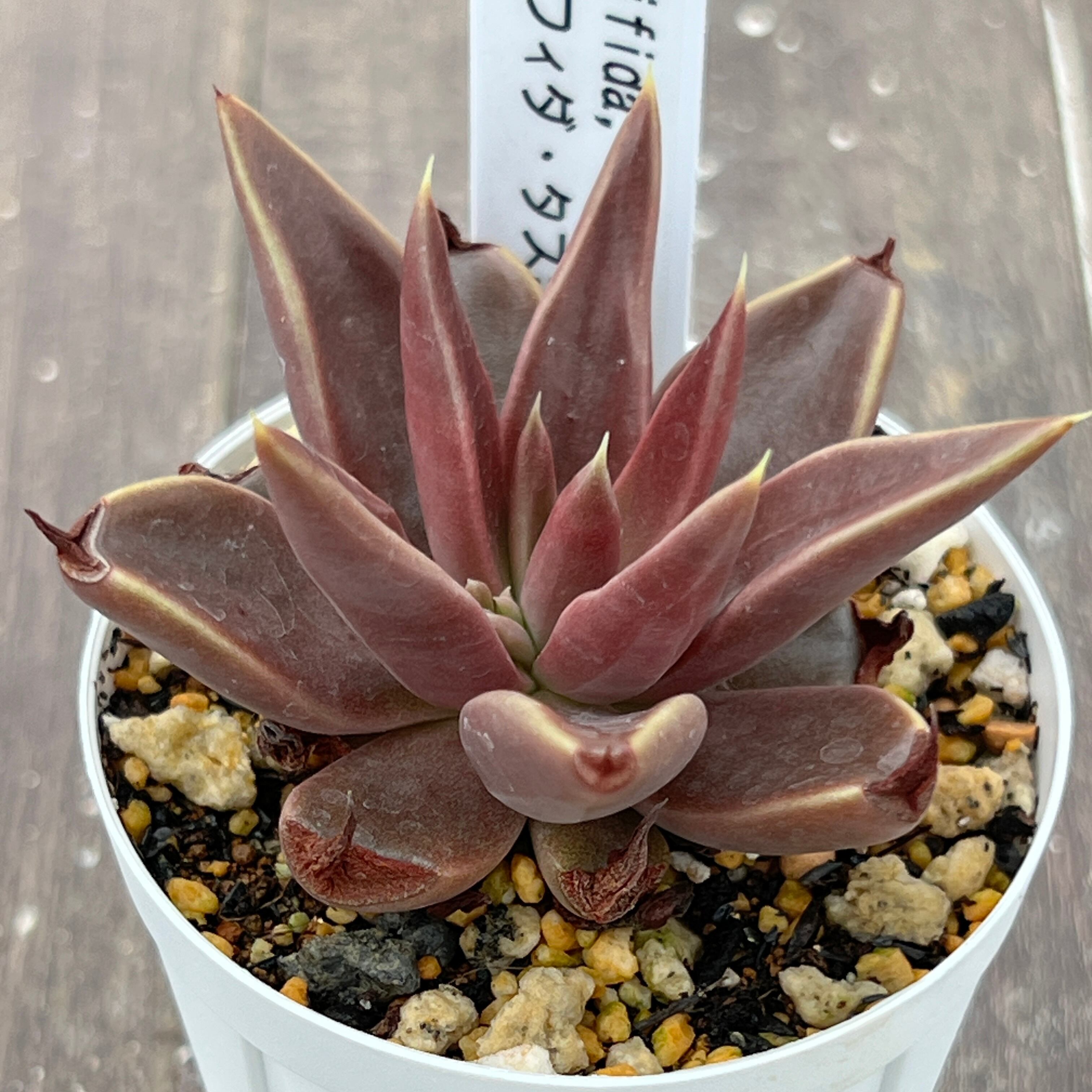 脇芽アリ】アロカシア ワトソニアナ ピンク斑入り Alocasia watsoniana