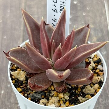 脇芽アリ】アロカシア ワトソニアナ ピンク斑入り Alocasia watsoniana