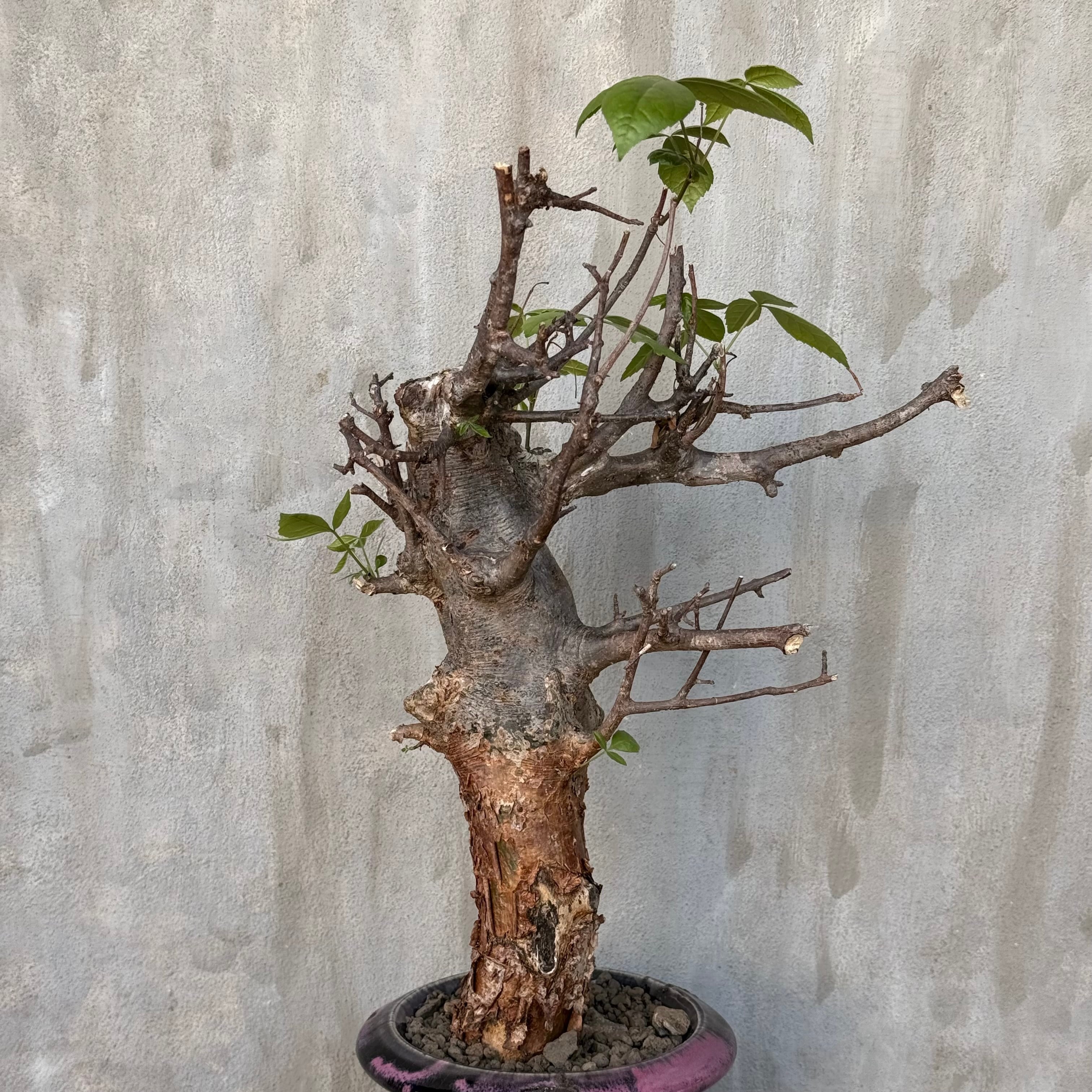 植物×鉢】コミフォラ ミルドブラエディ 現地株 発根済み × wild heaven