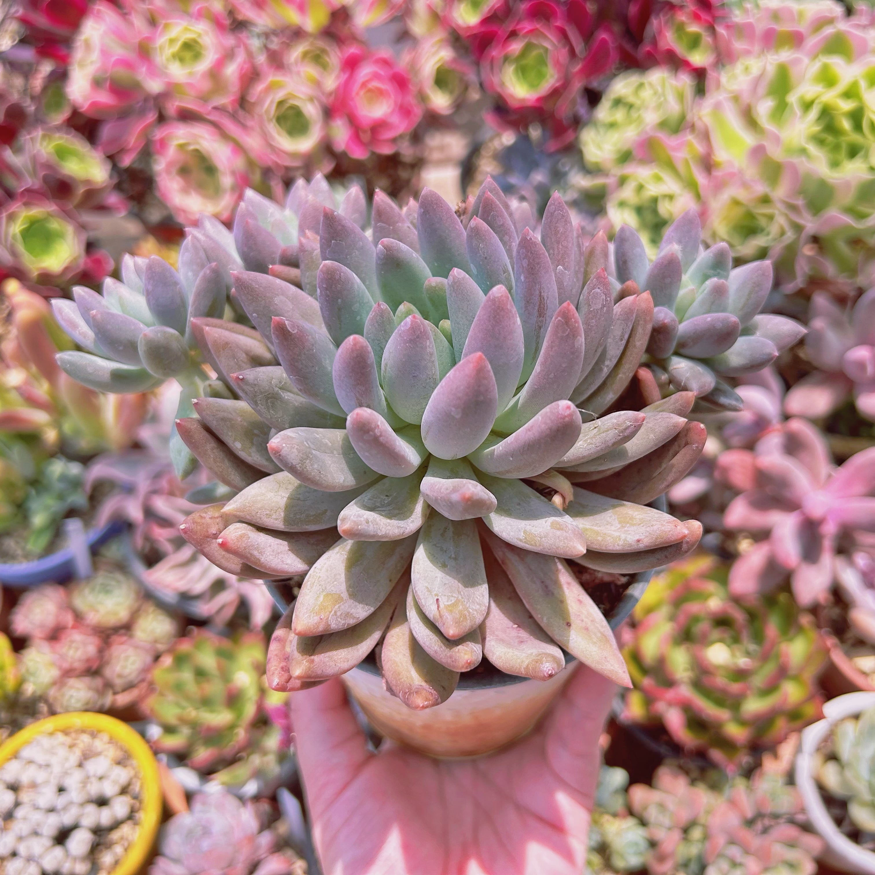 現物 多肉植物 紅トンボ 特大 抜き苗 | るる農園~多肉植物専門
