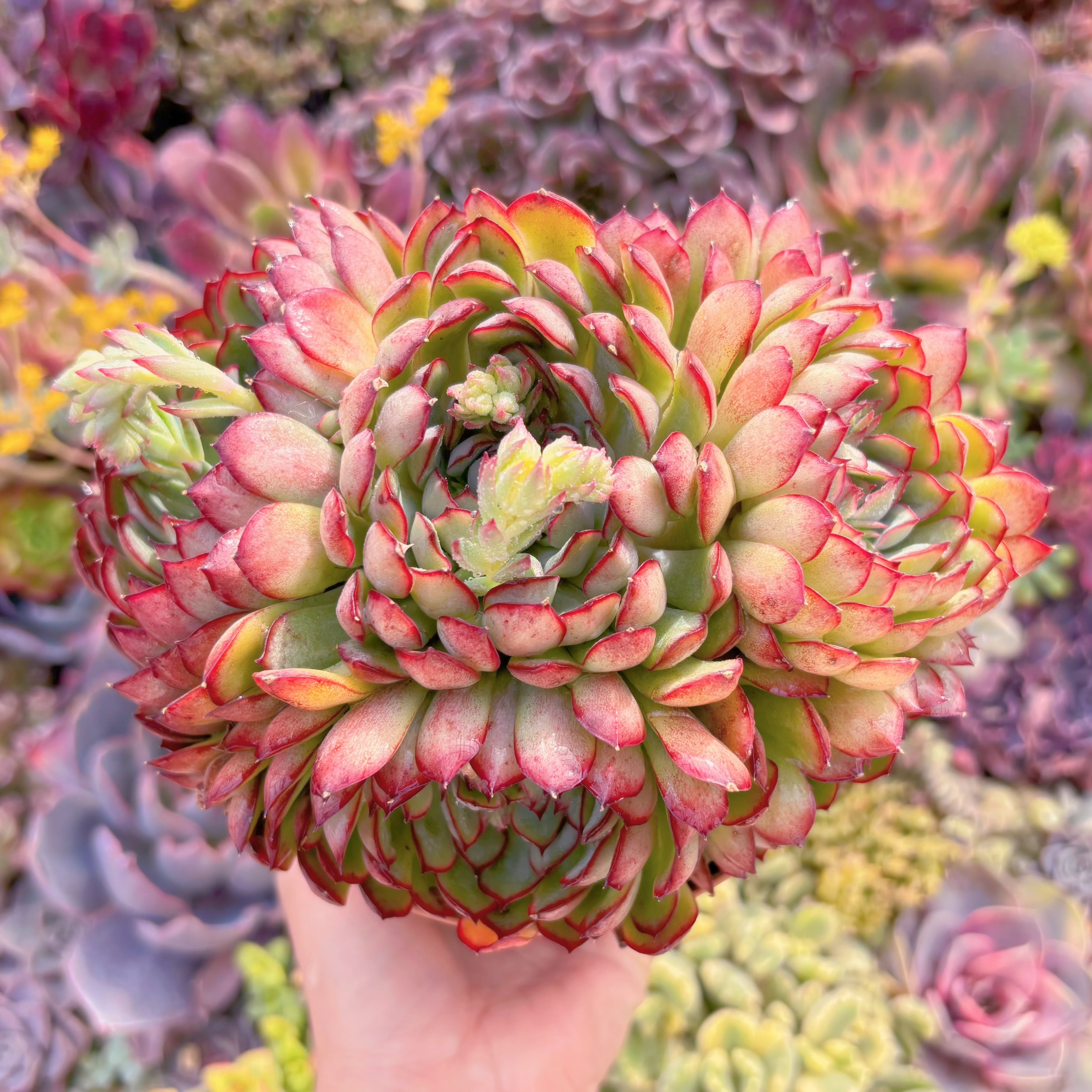 現品　さくらんぼ#M286　特大群生　新入荷　るる農園