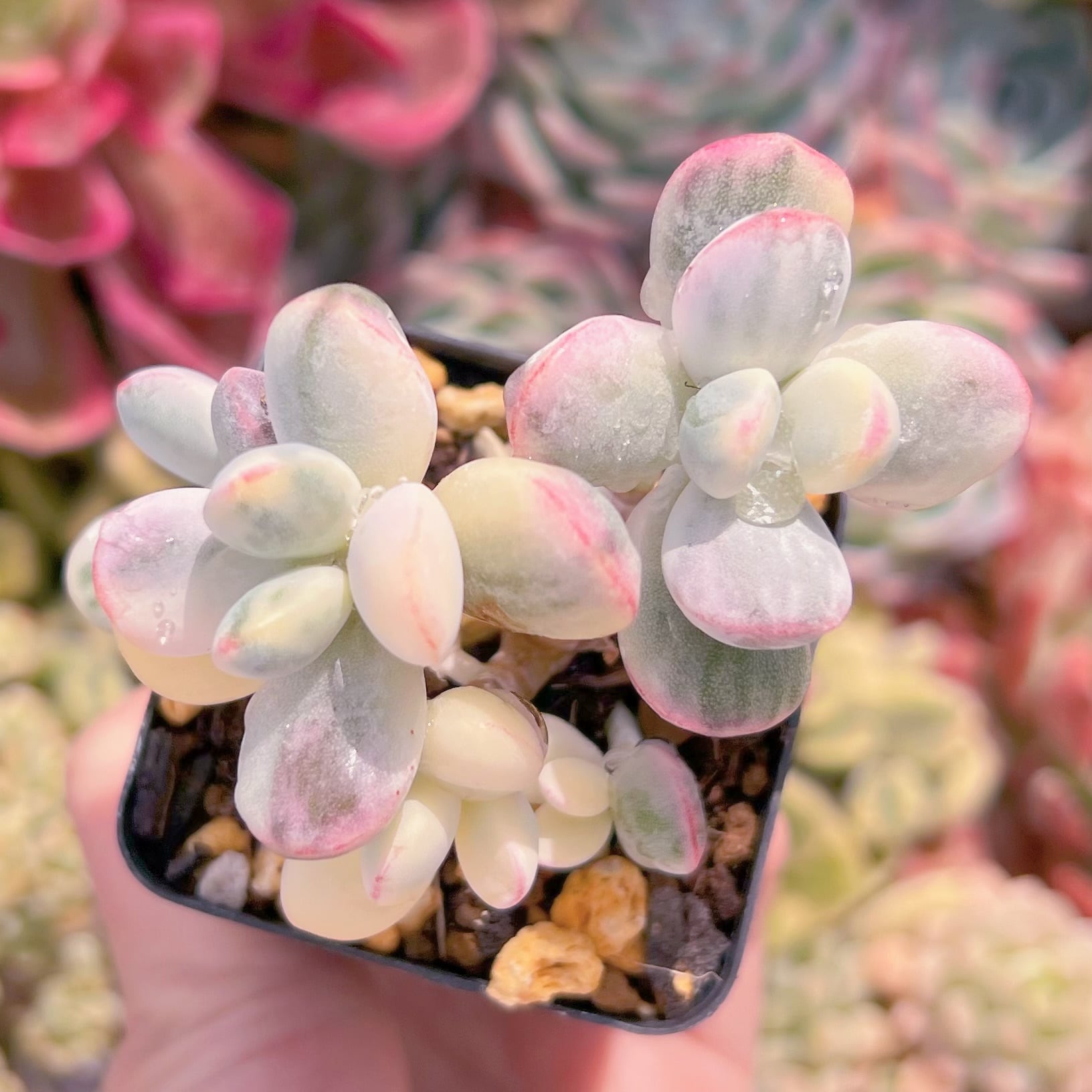 現品　達磨福娘錦#C51　るる農園