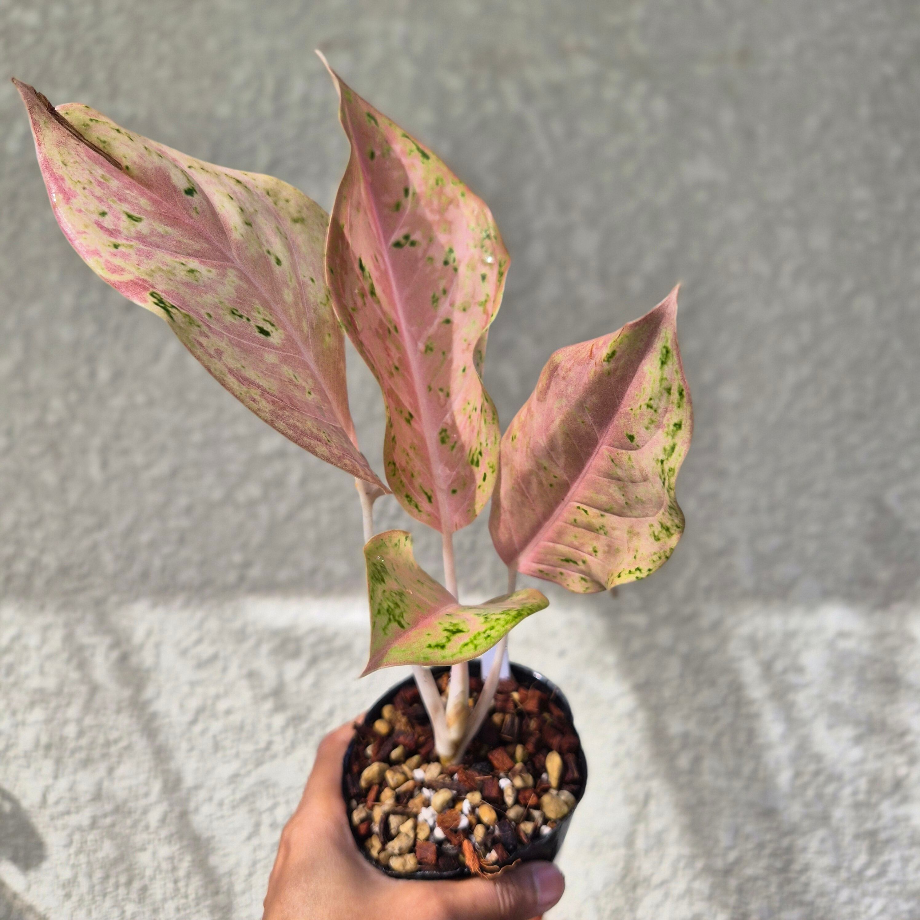 ①《Aglaonema ‘Orange Goldstar’》アグラオネマ オレンジゴールドスター 観葉植物 /ポット発送