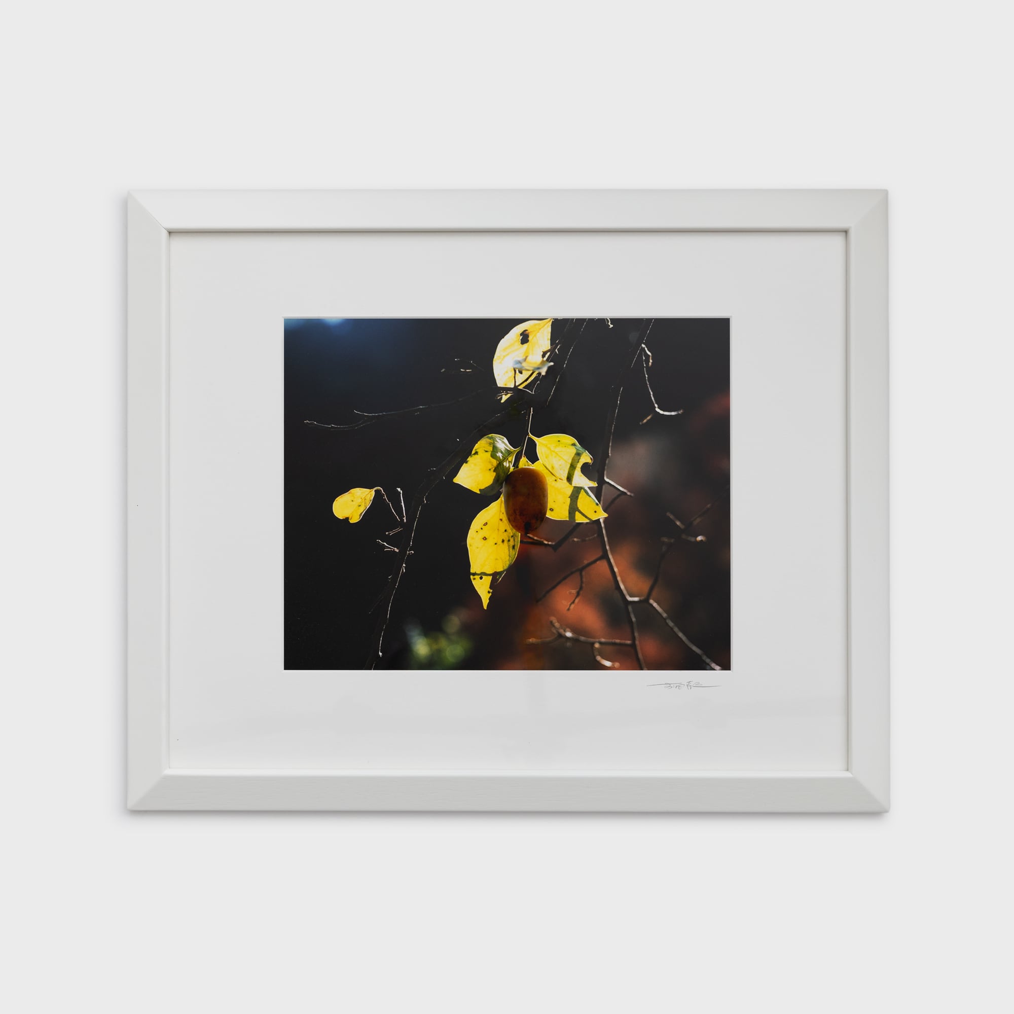 前田真三額装写真「絵模様」白木額〈展示品／直筆サイン入〉 | 拓真館