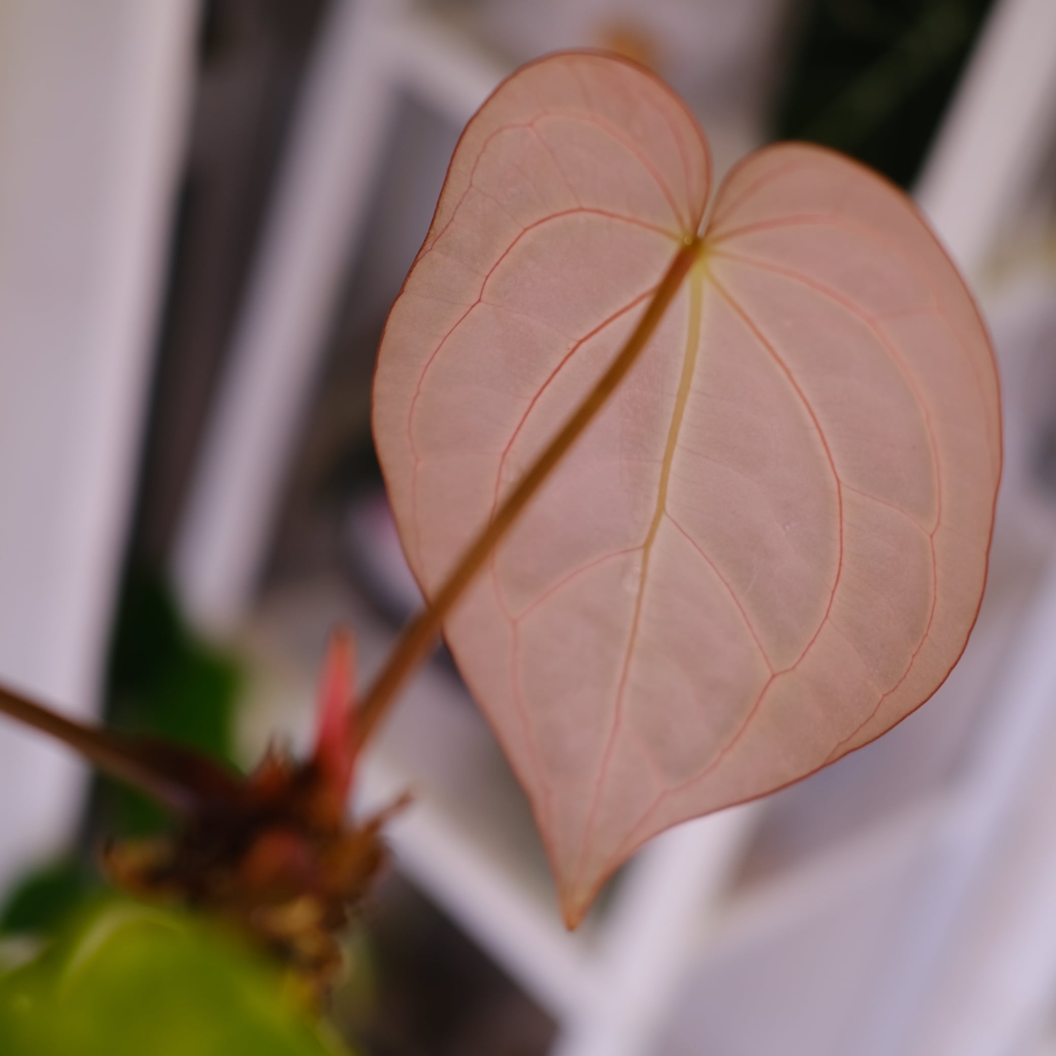 Anthurium Carlablackiae｜アンスリウム カーラブラッキー│観葉植物