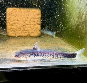 メタリックブルーカンディル