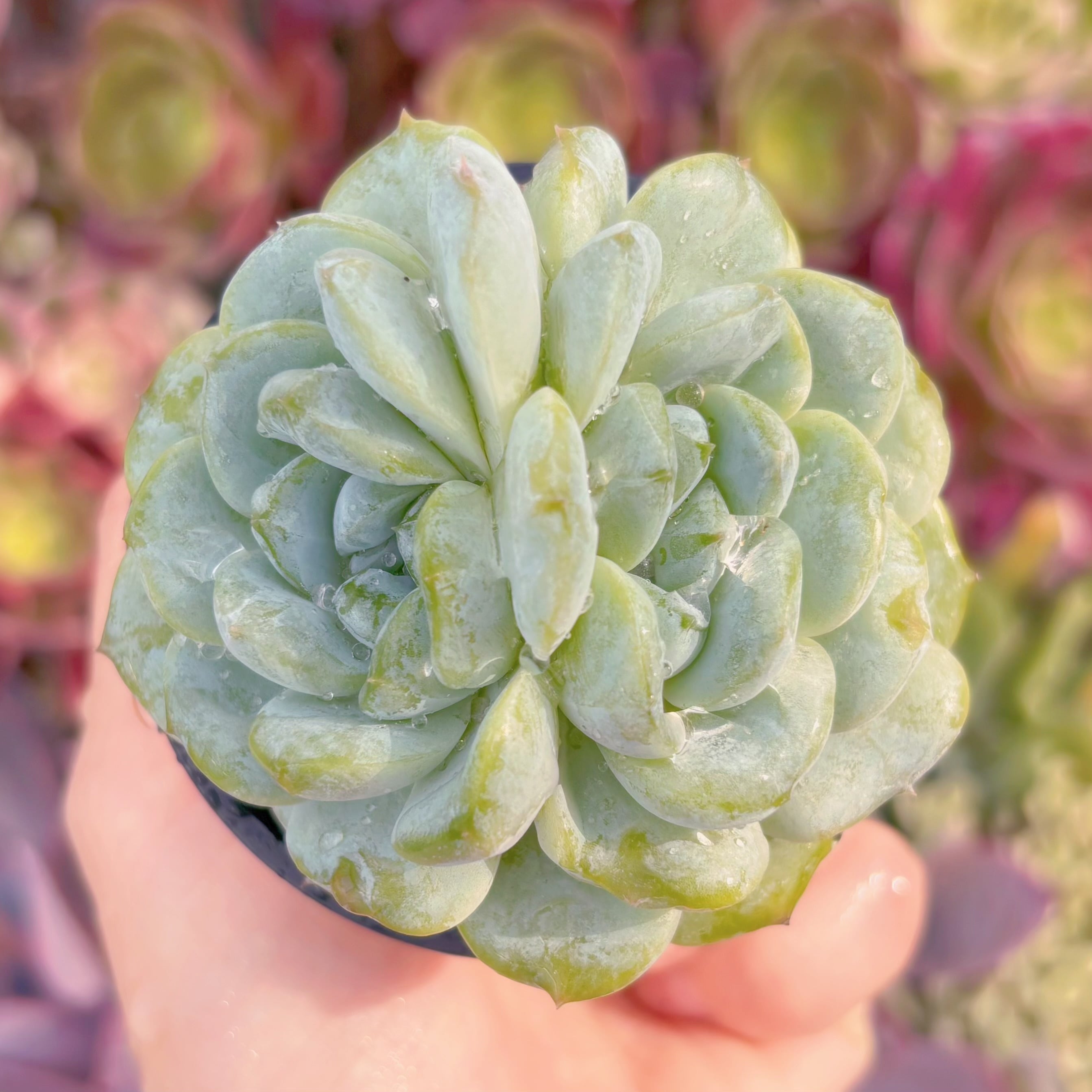 現品　琥珀（こはく）#D16  2頭群生　るる農園