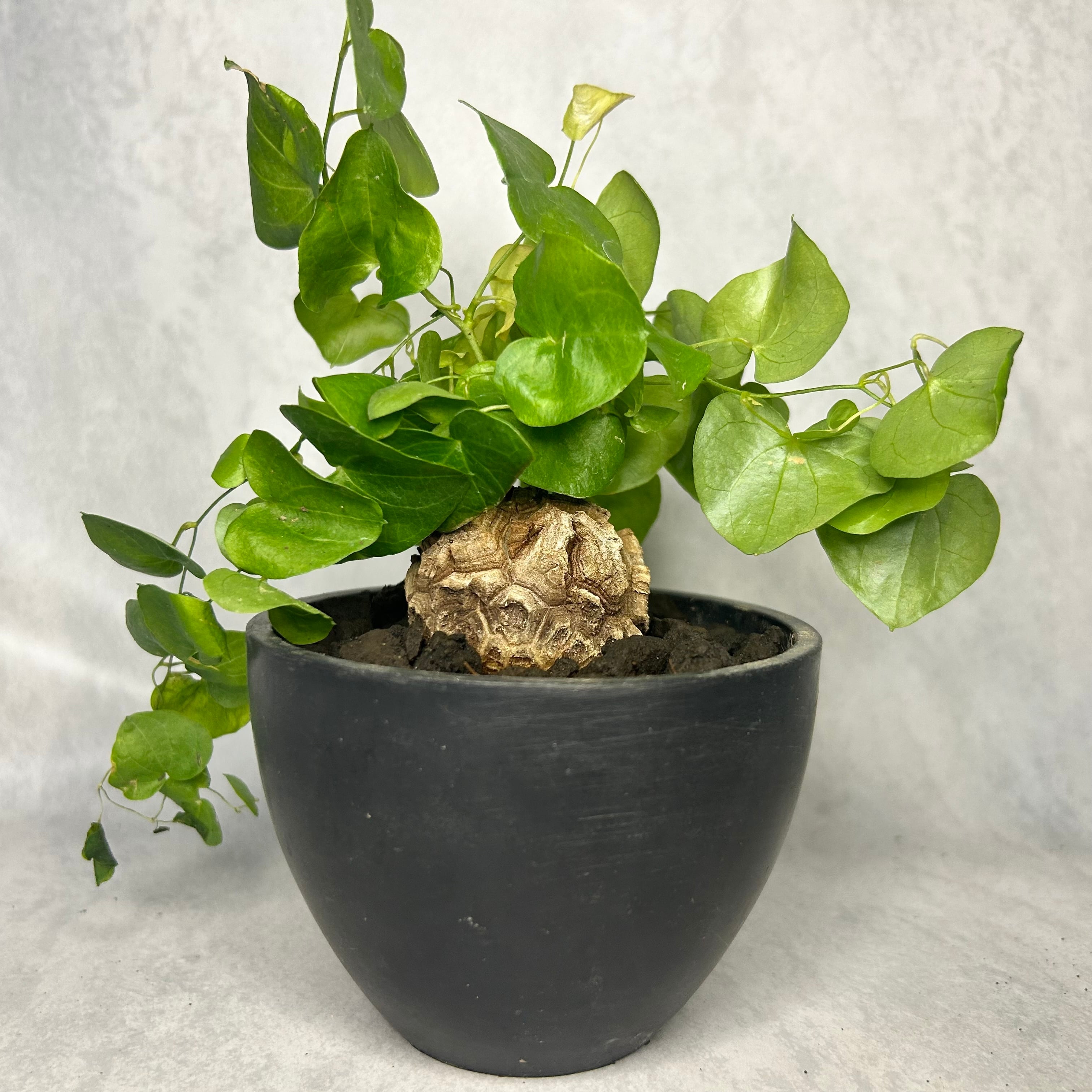 5cm越え ボコボコ割れ 亀甲竜 ディオスコレア 塊根植物 k26902 | Pay ID