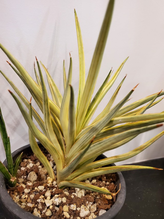 Sansevieria Bunlue Torch v【artPLANTs】サンスベリア/サンセベリア