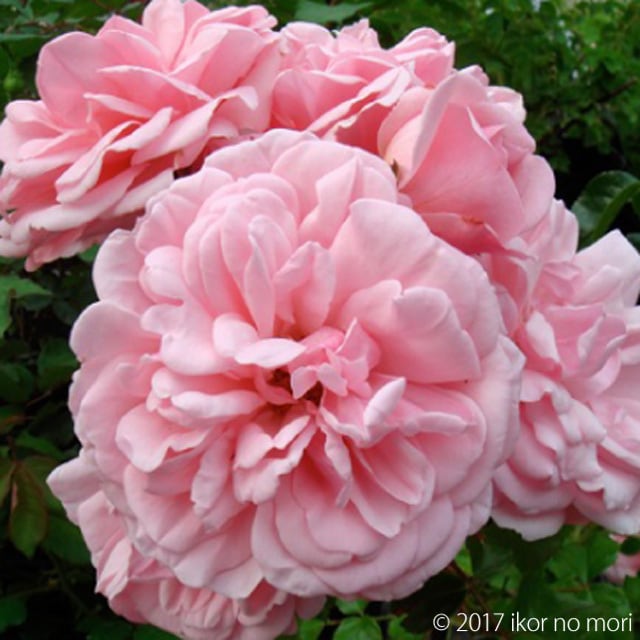 ロサ ホーム ガーデン 宿根草 バラ苗 イコロの森 通販