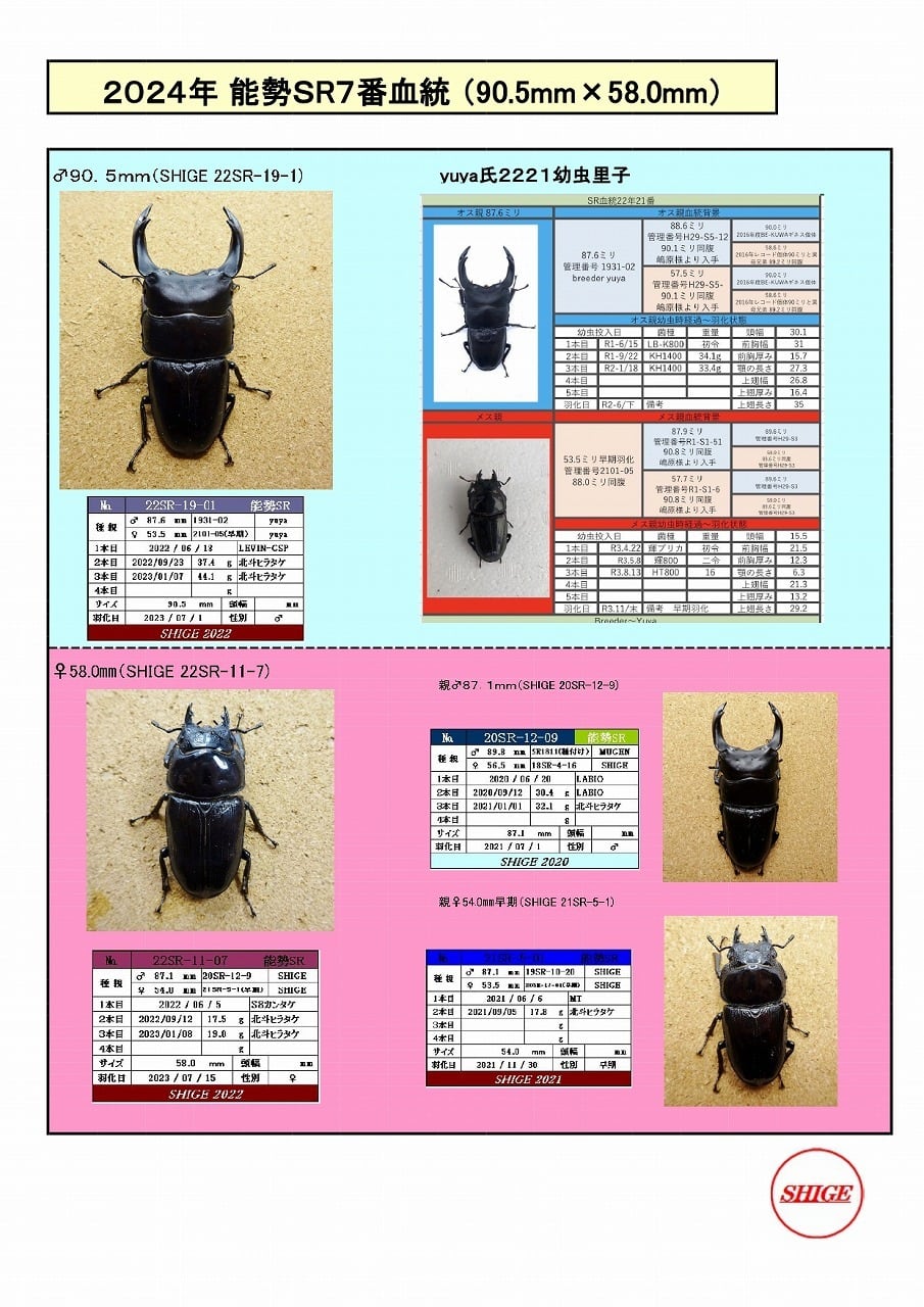 能勢SR血統オオクワガタ 2025年羽化♀ 57．3mm（24年7番