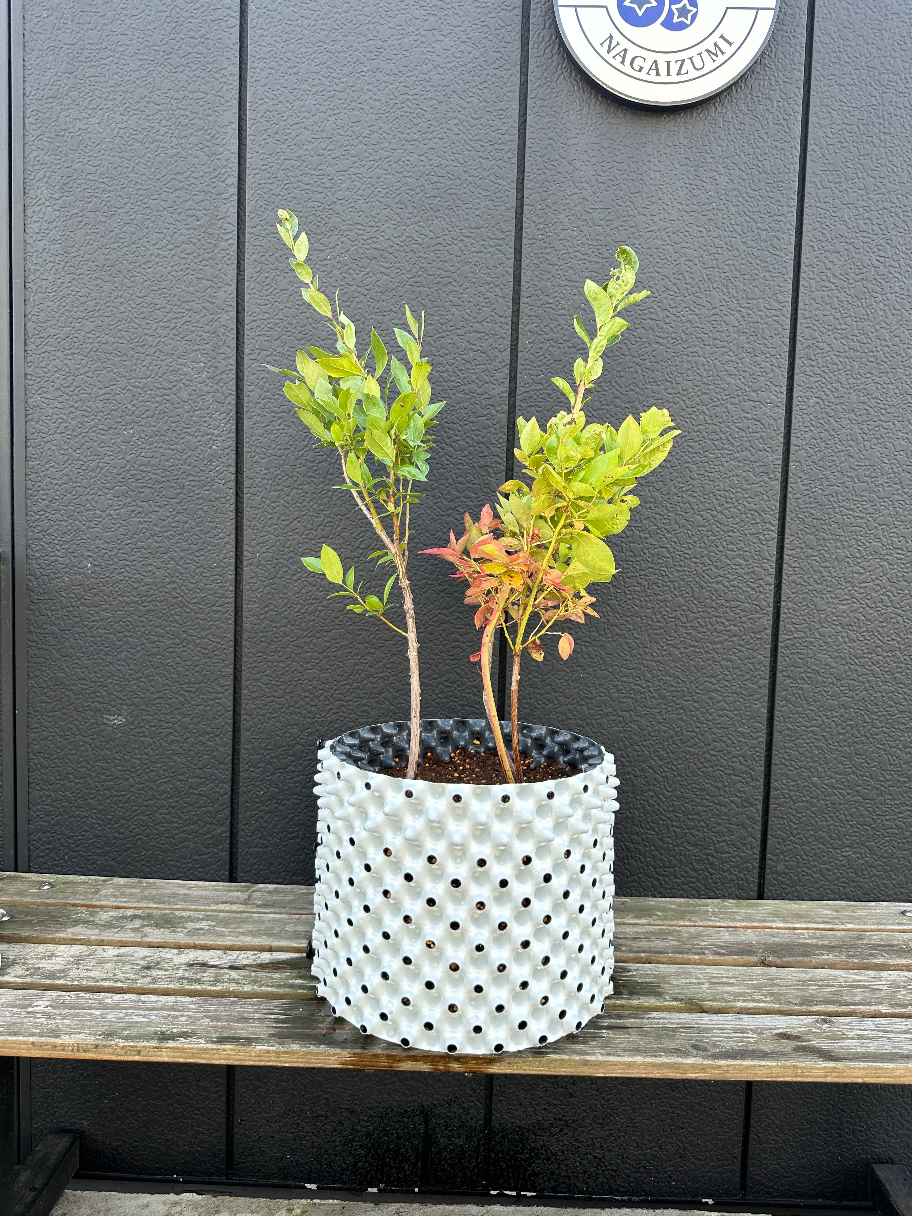 送料無料】サザンハイブッシュ系2種植え/ルートプラスポット18L