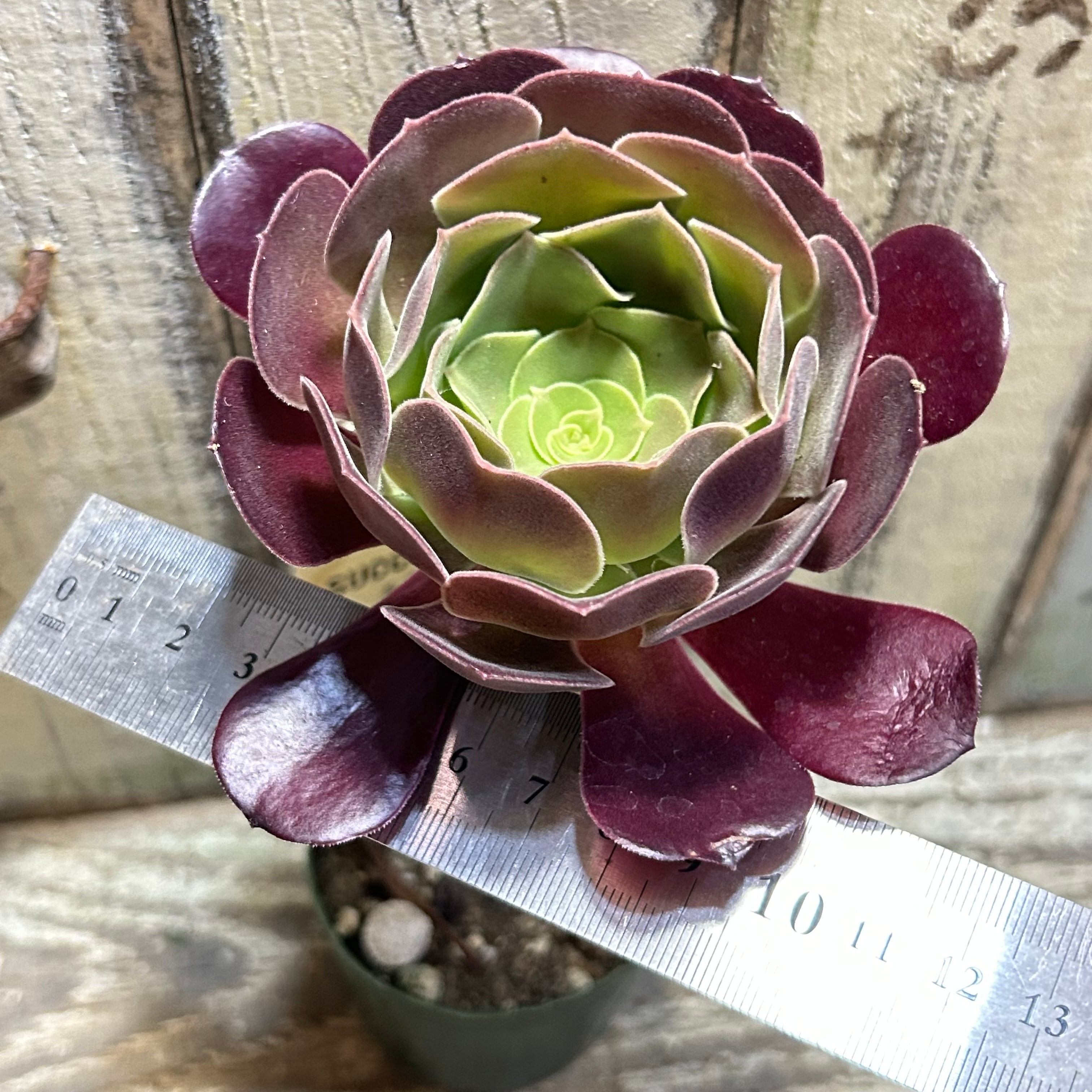 カシミヤバイオレット(アエオニウム) | RuPo 多肉植物専門店