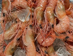 【鹿児島名物薩摩甘エビ】鹿児島県産タカエビ（ヒゲナガエビ）２０尾　急速冷凍　刺身用