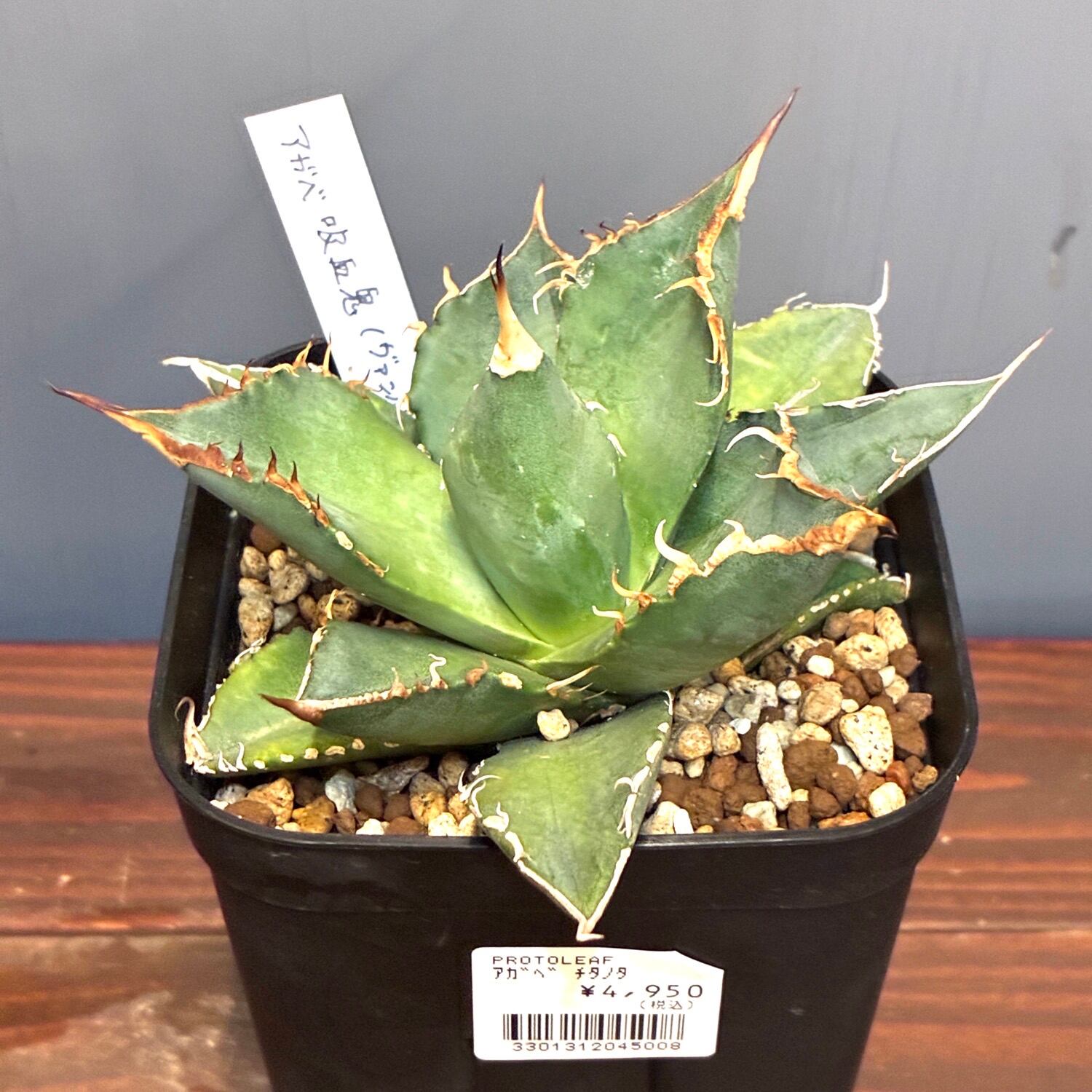AGAVE TITANOTA 魔丸】子株 3〜4cm程度 安心の龍球会株 | PAY ID