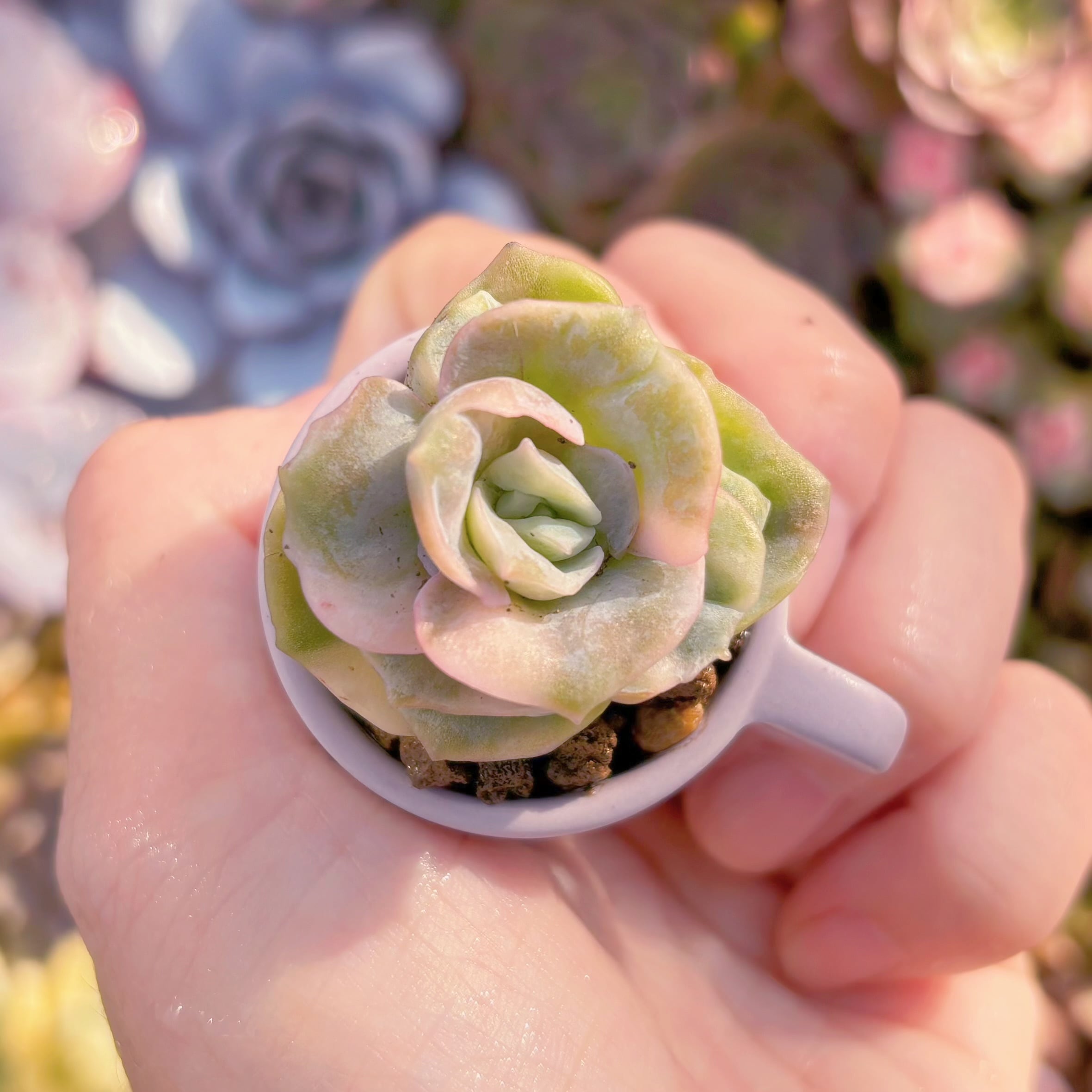 現品 ラブリーローズ錦(白斑)#A082 るる農園 | るる農園~多肉植物専門