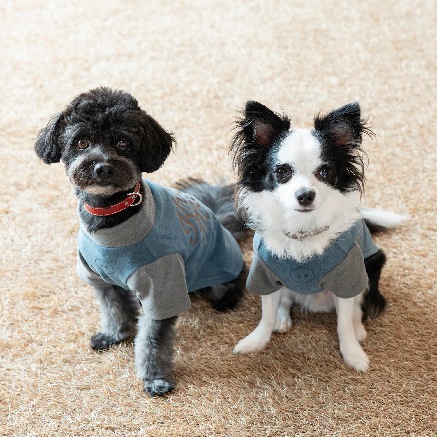 プレゼントCP対象商品】DOGもちのびT（BLUE×GRAY） | 38explore