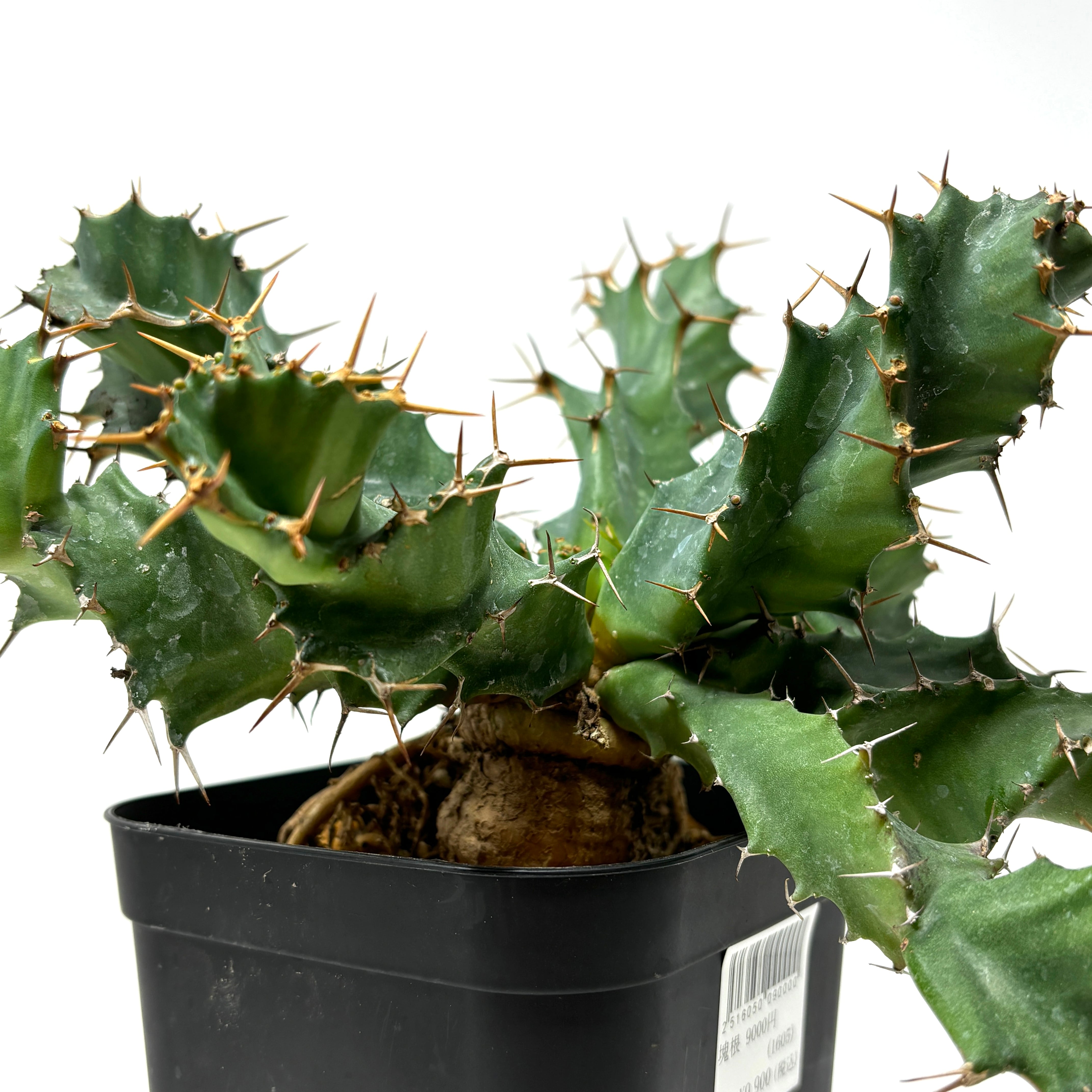 超良形 トルチラマ ユーフォルビア 痒く 作家鉢付き 