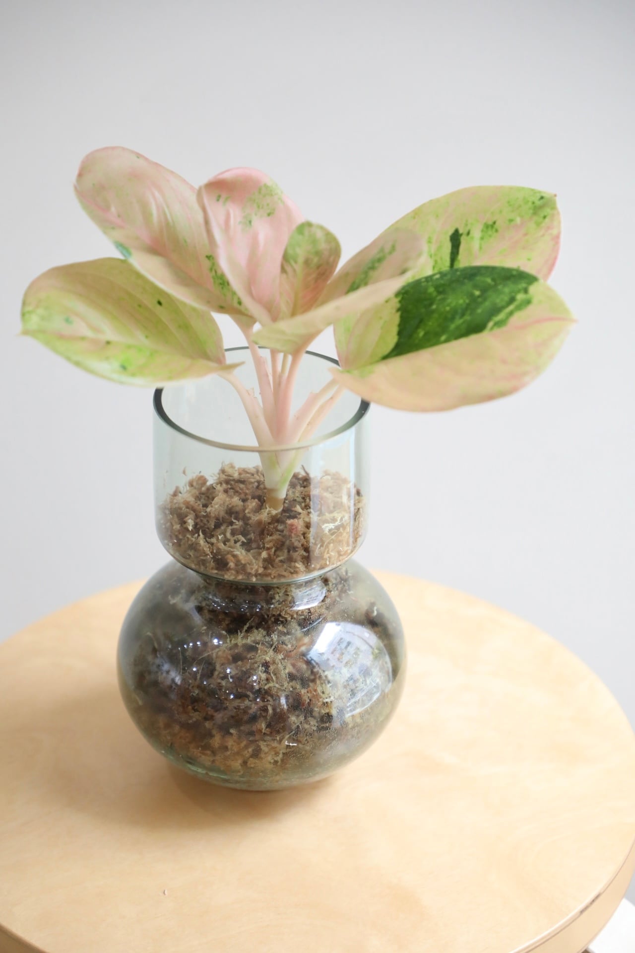 M】【土不使用】アグラオネマ ピンクイメリタスローズ/Aglaonema