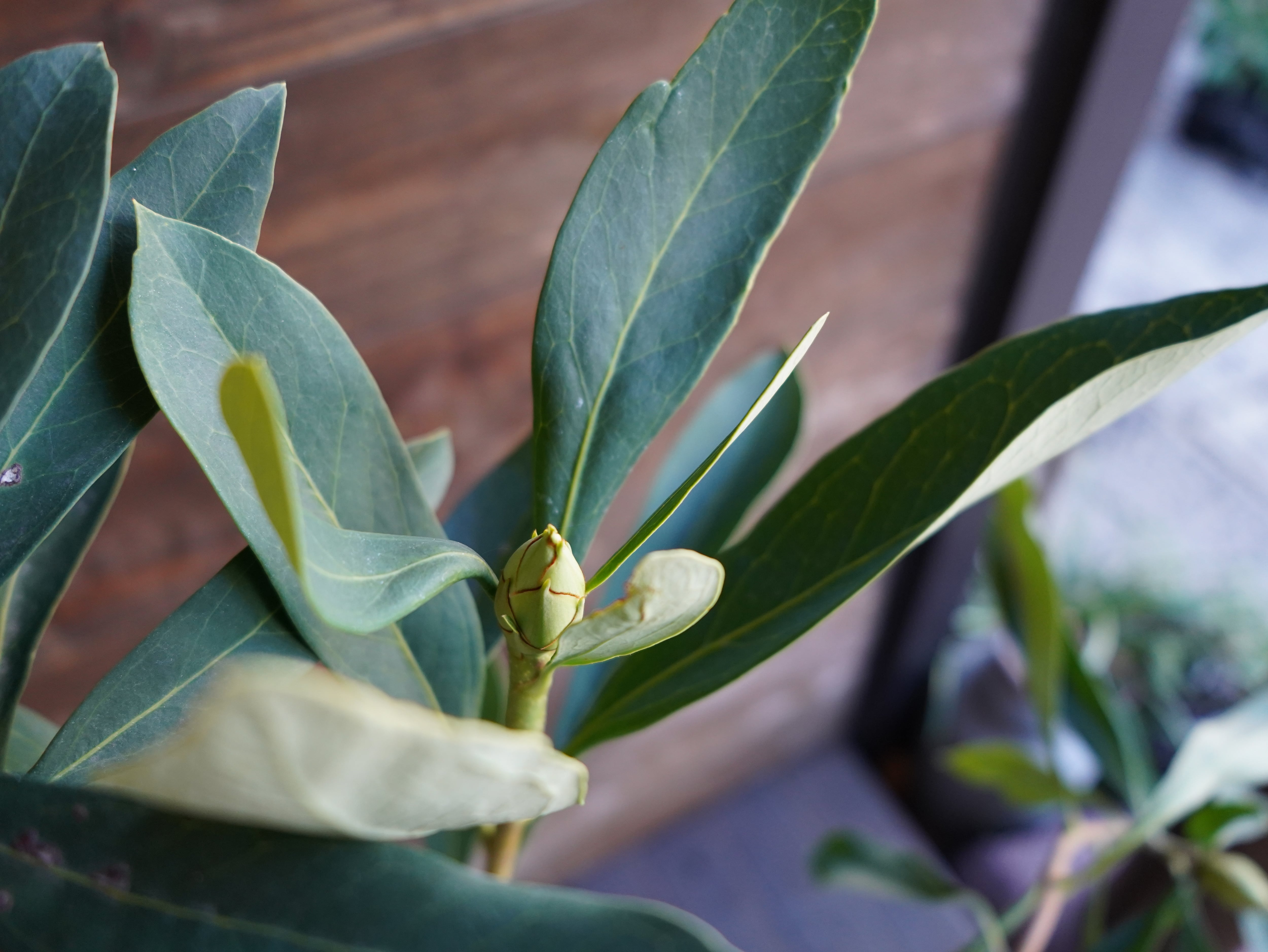 【現物】テロペア ”シェイディレディホワイト”