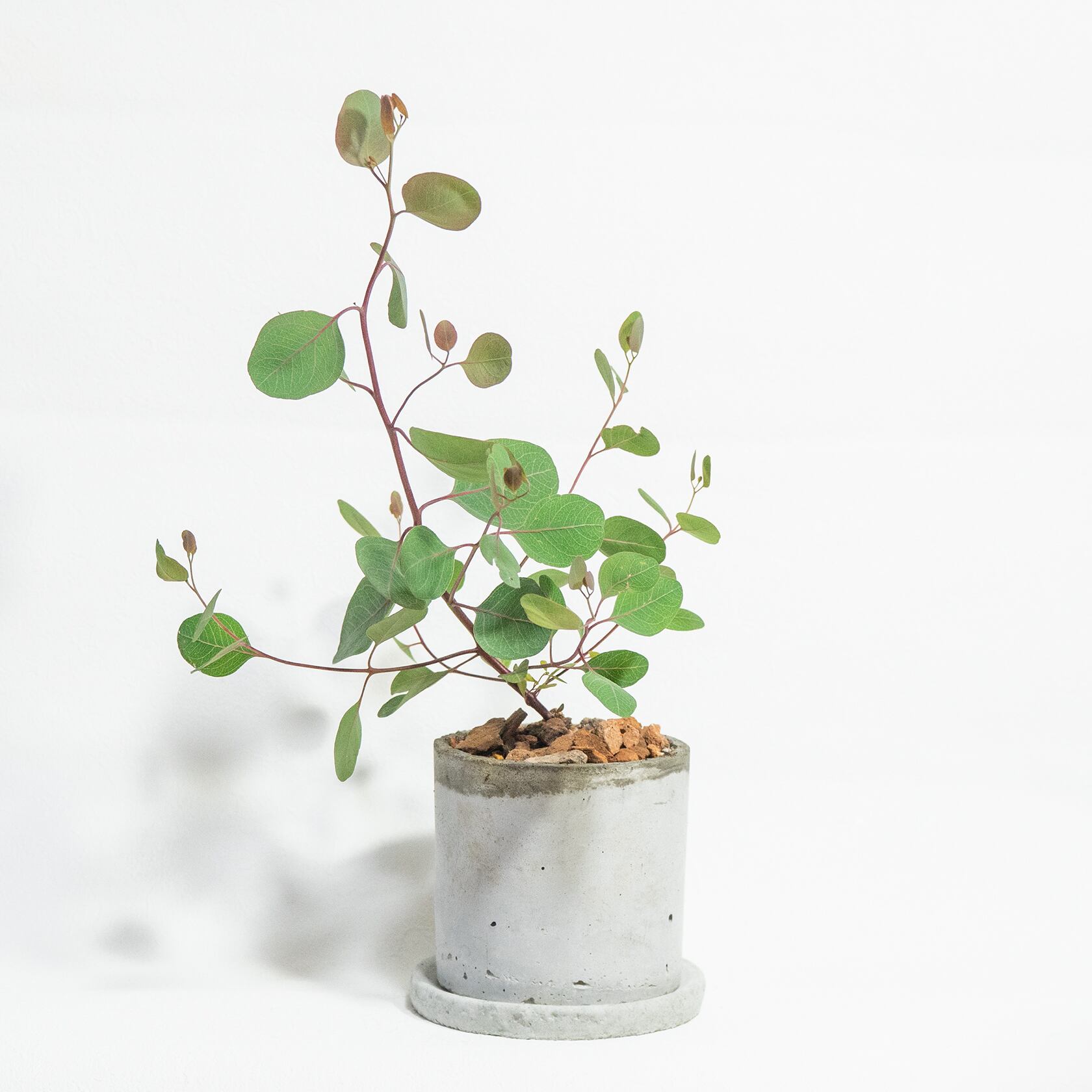 観葉植物 ユーカリ・ポリアンセモス 軽やかな丸葉と無骨なモルタル鉢の好バランス