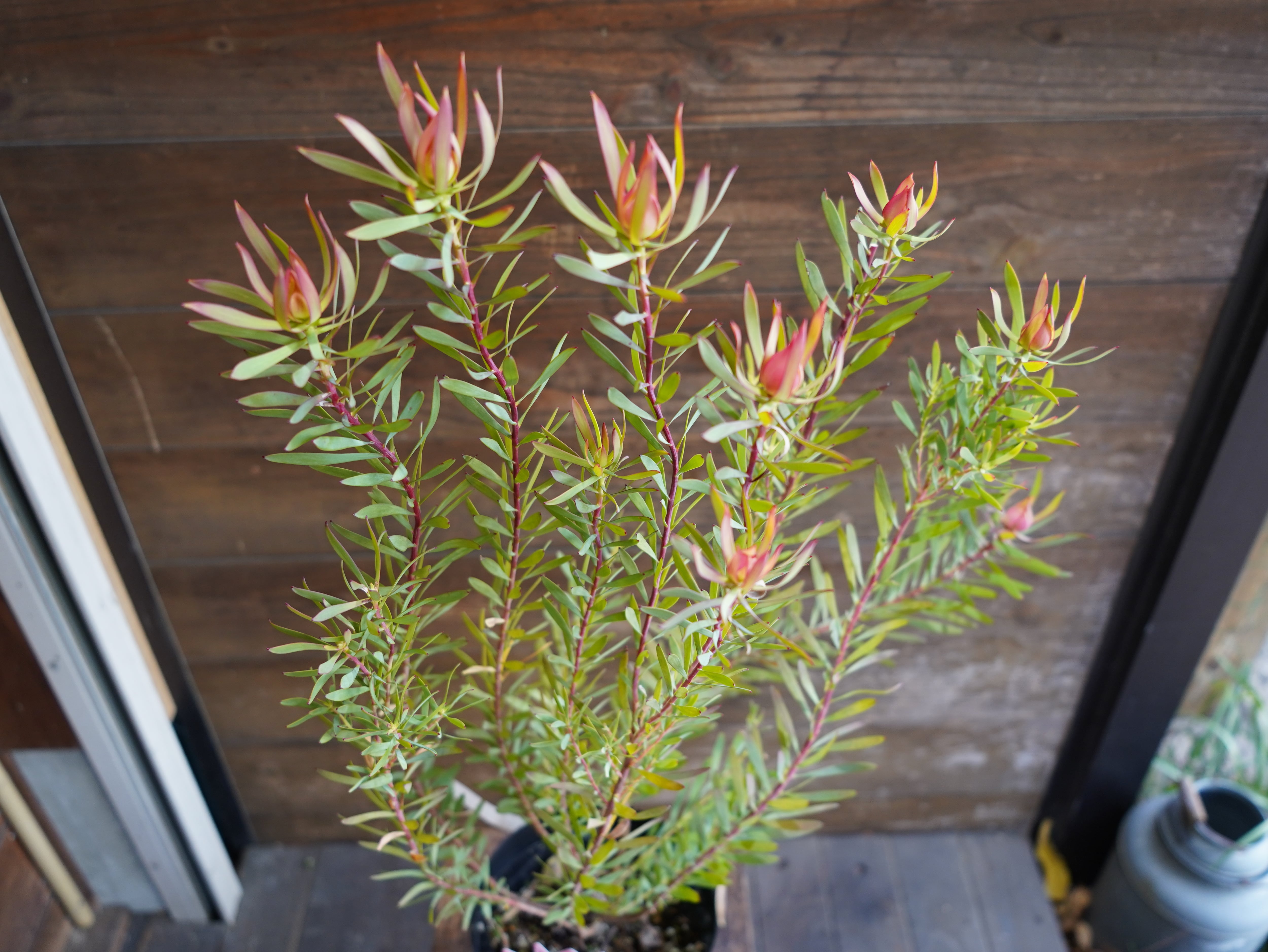 【現物】リューカデンドロン　”Harlequin”　６号