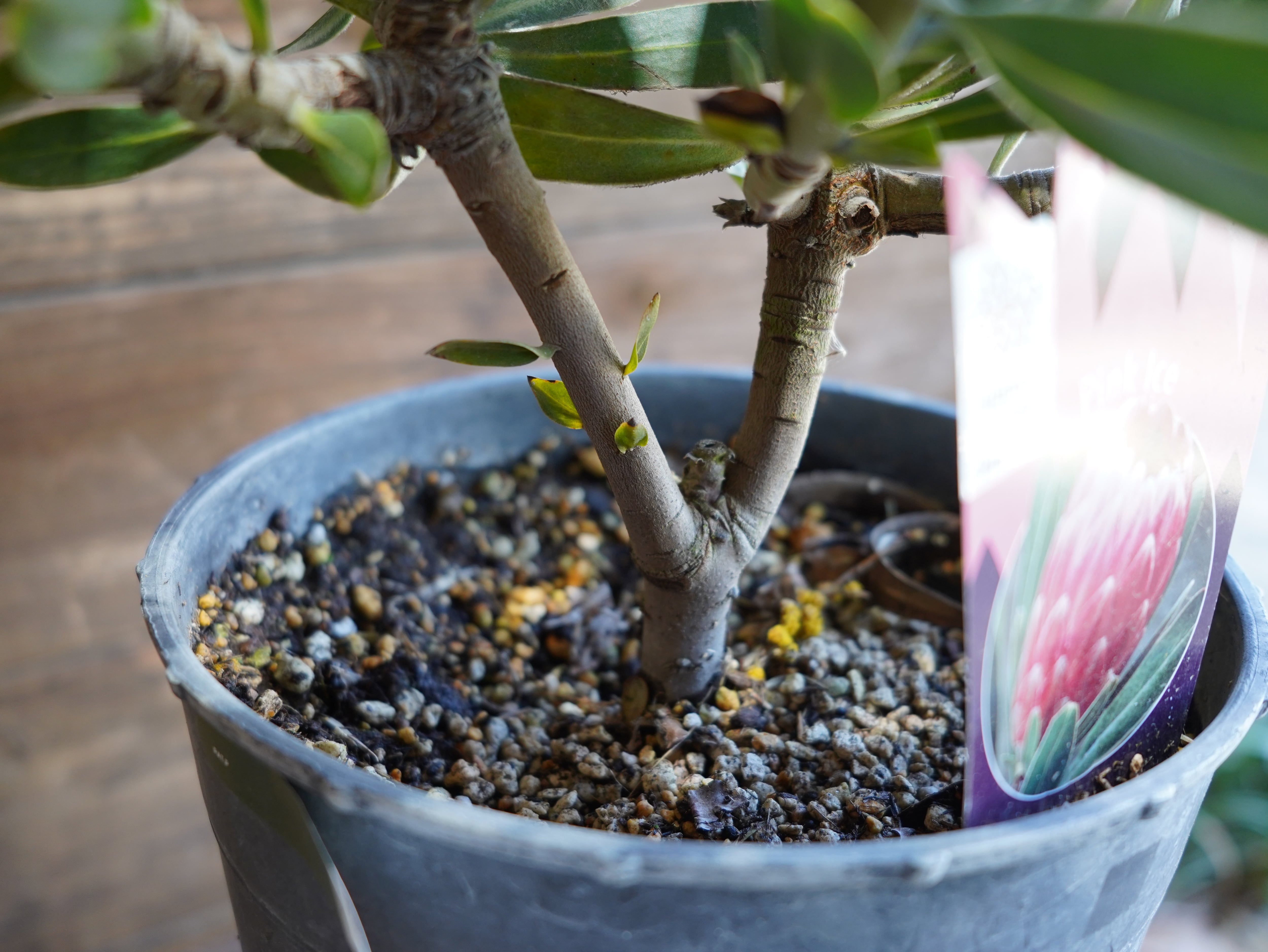 【現物】プロテア ”ピンクアイス”