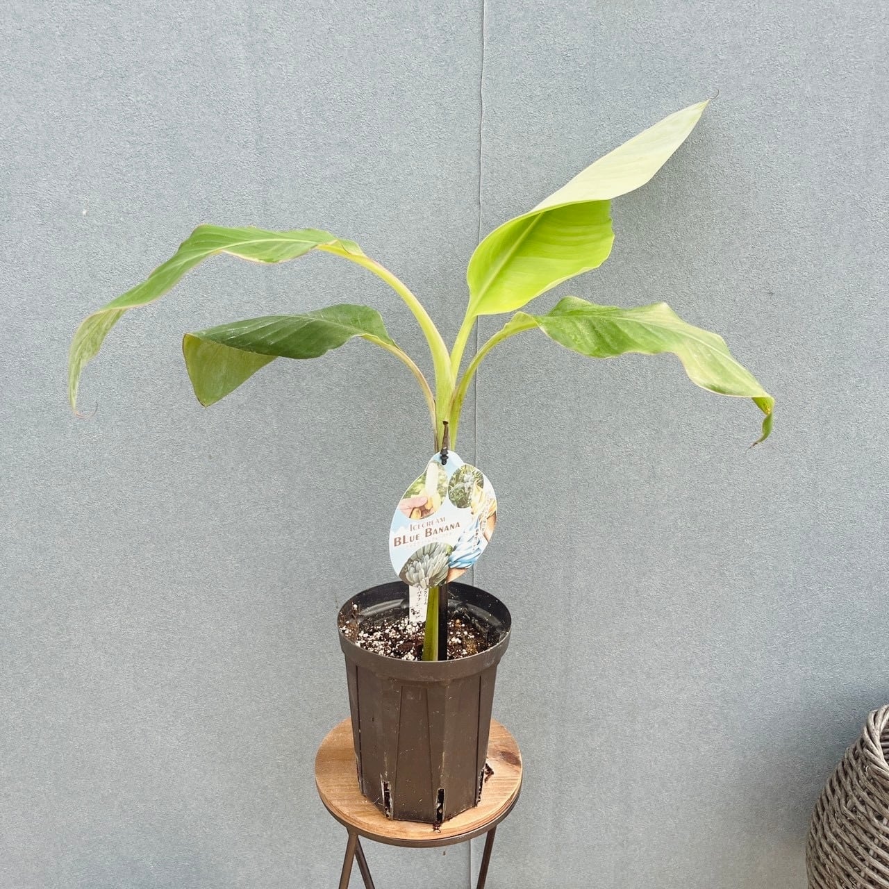 現品］1番 ユッカ エレファンティペス 斑入り 10号 観葉植物 室内 大型
