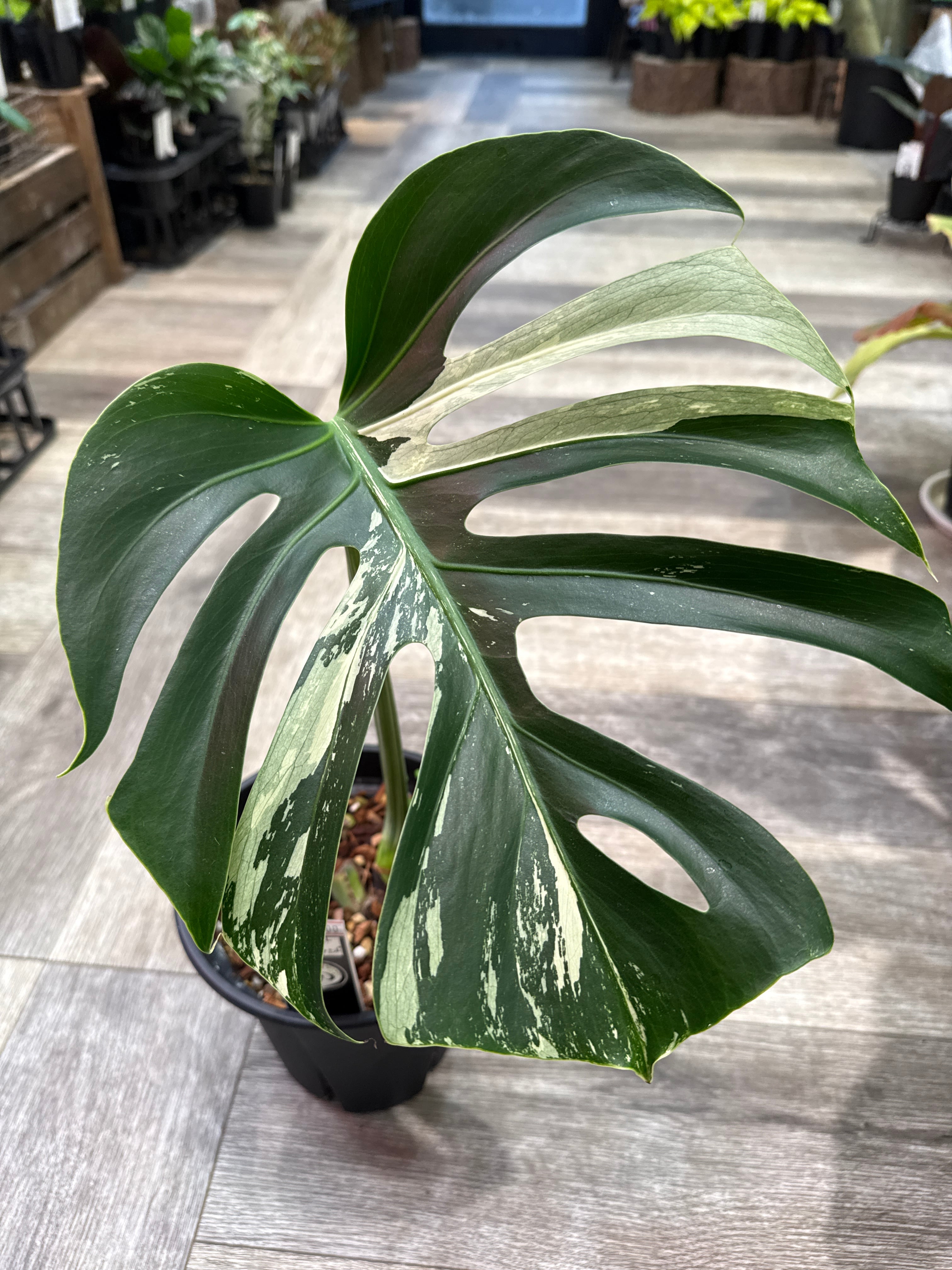 モンステラ Mint variegated (デリシオーサXボルシギアナ) | Garden