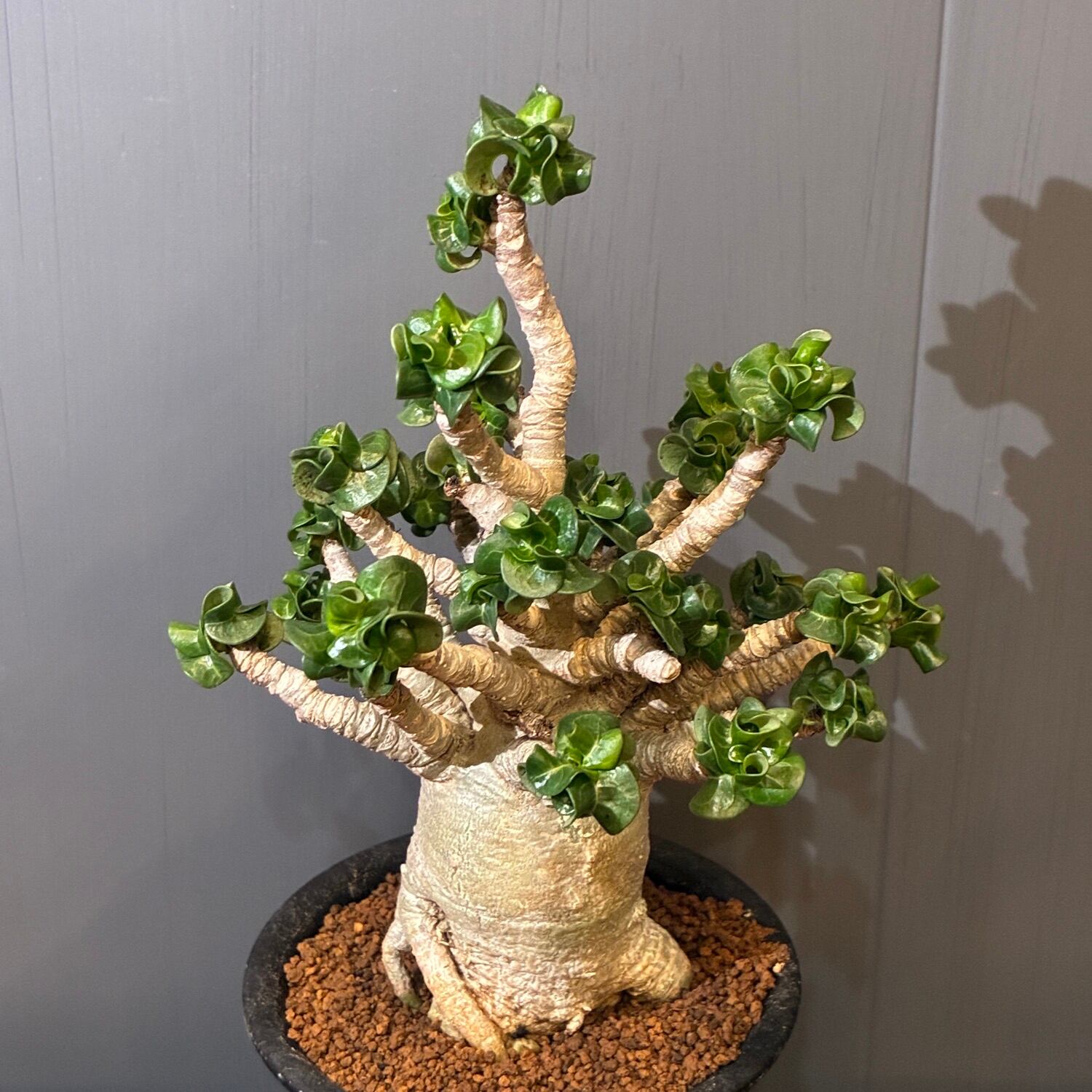 新着3日限定10%OFF】アデニウム 獅子葉 アラビクム【951】 | PROTOLEAF