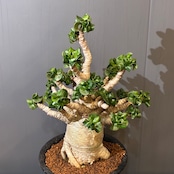 【新着3日限定10%OFF】アデニウム　獅子葉 アラビクム【951】