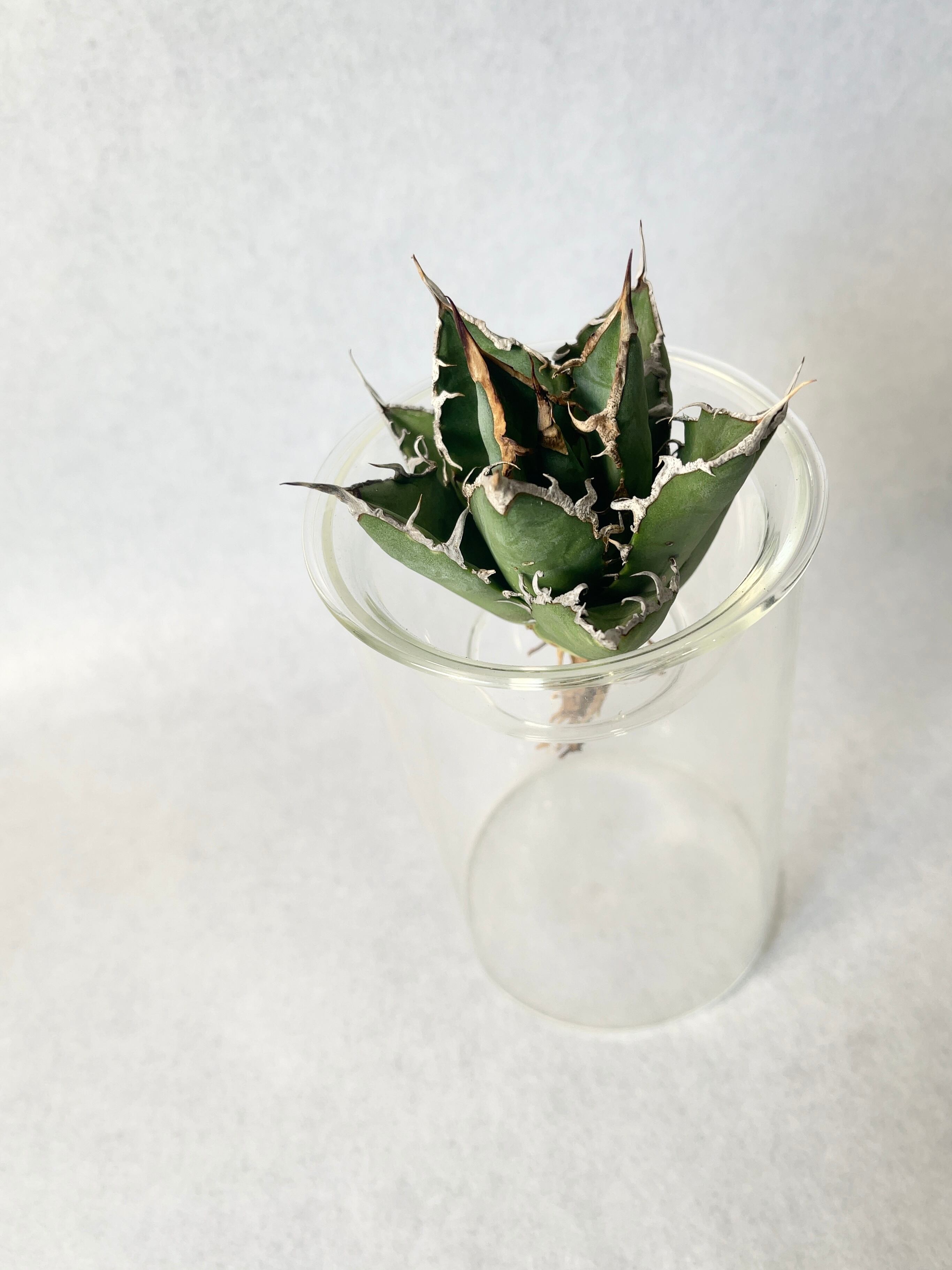 ◆アガベ！シーザー！NO.8◆ アガベ・シーザー 8(M) | trigger