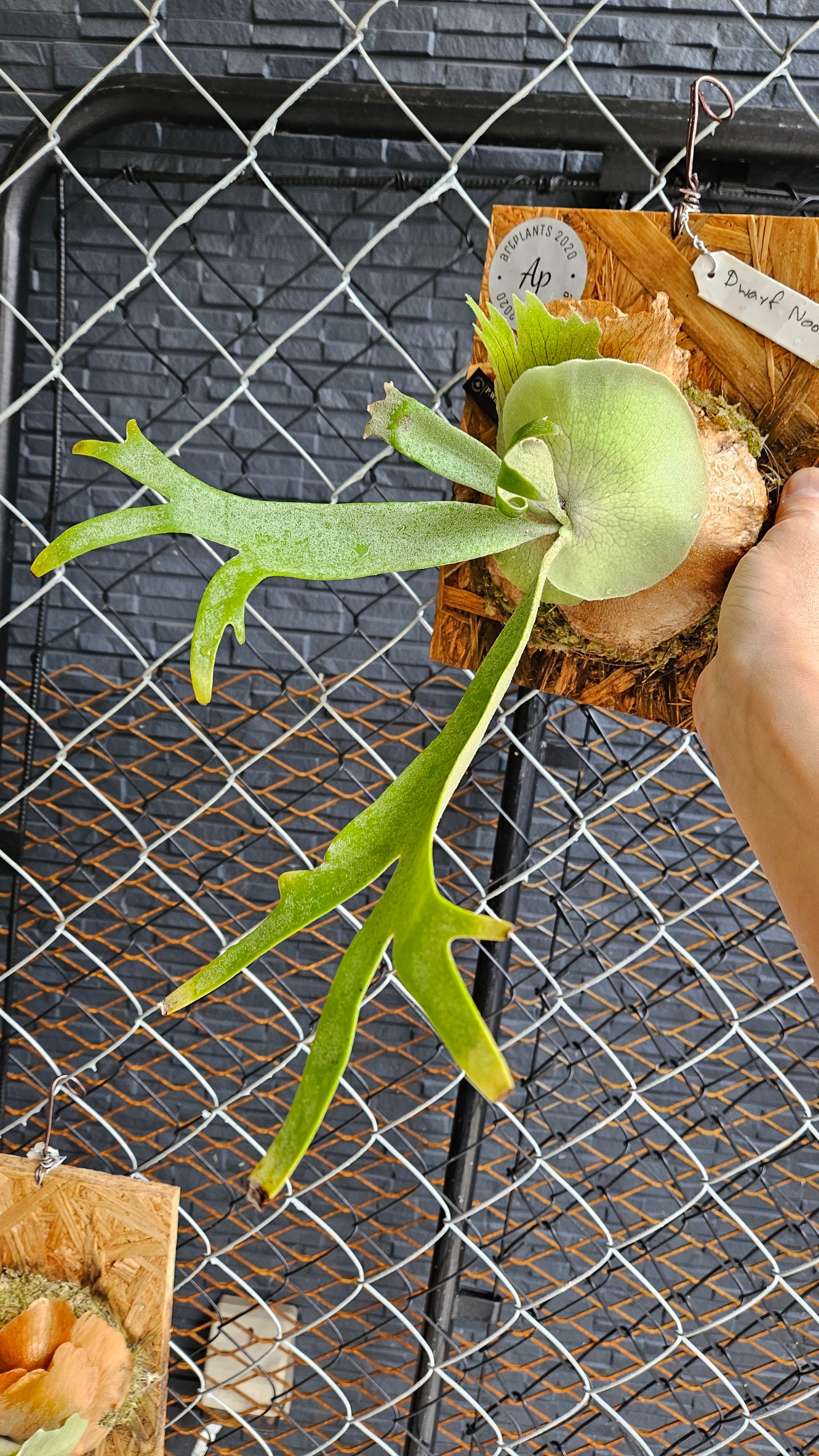 P.willinckii Dwarf Sporelings Mr.Nook 【artPLANTs