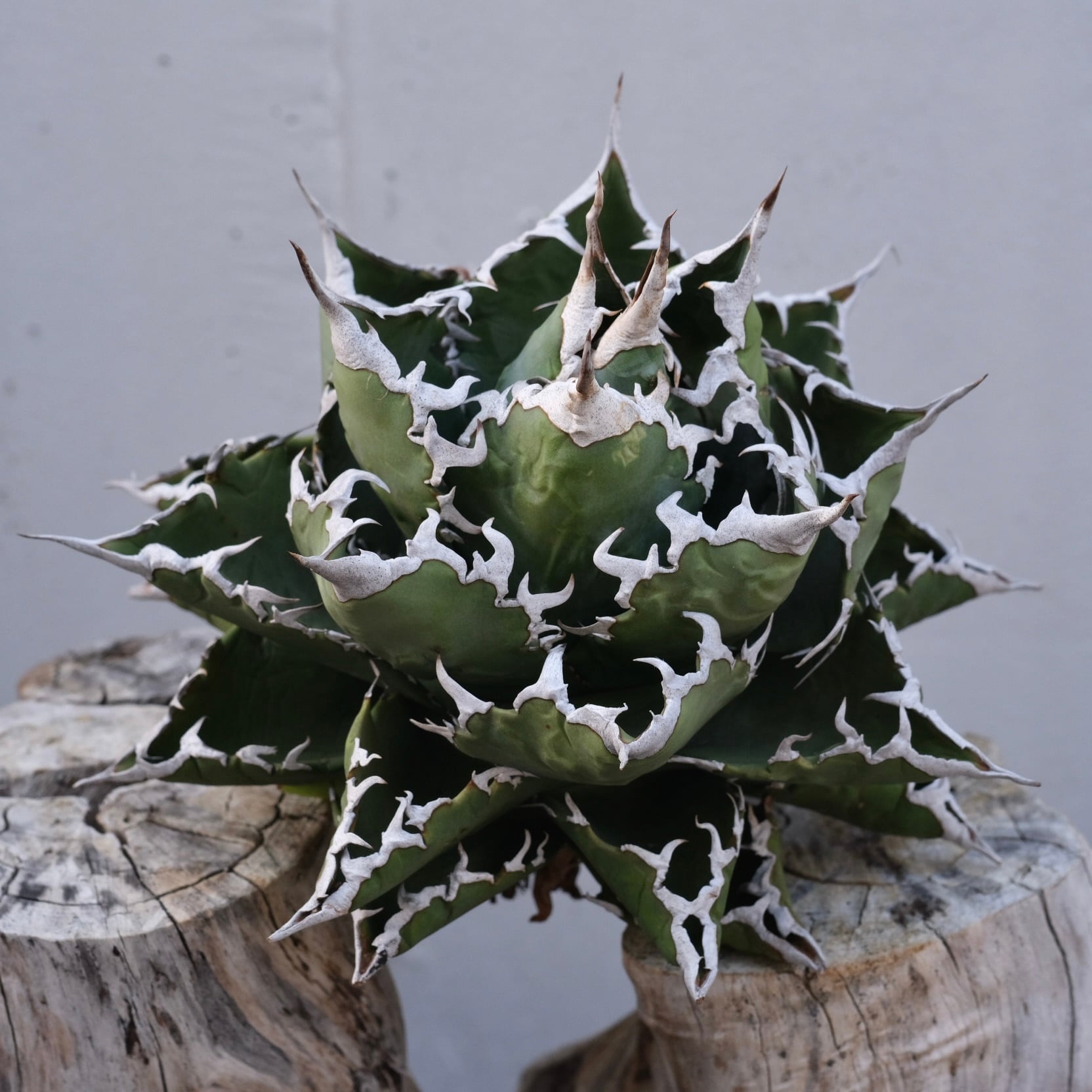 Agave titanota Wabi 狂棘夕映 ф 18cm （子株付） | wabi