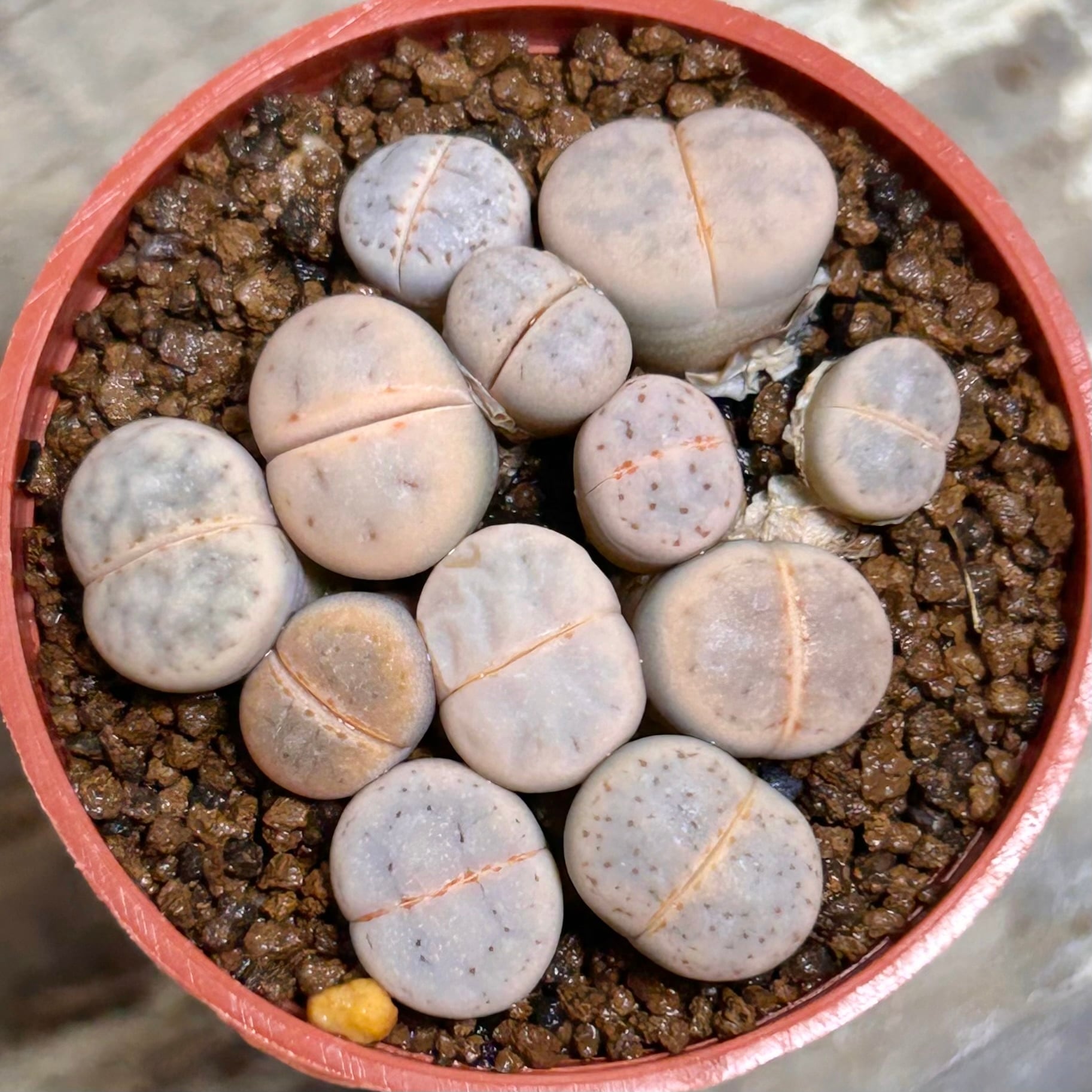 リトープス | RuPo 多肉植物専門店